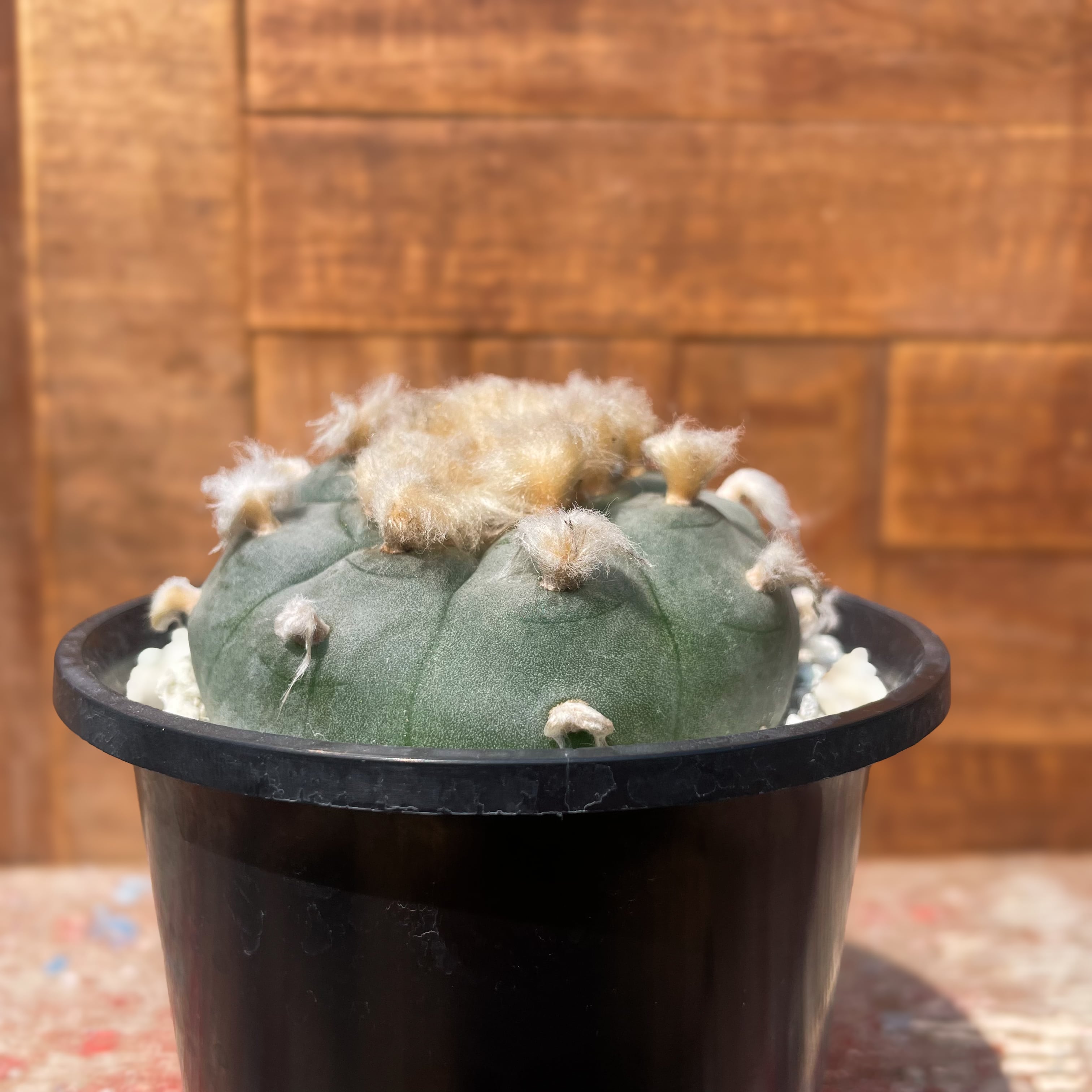 Lophophora williamsii 
