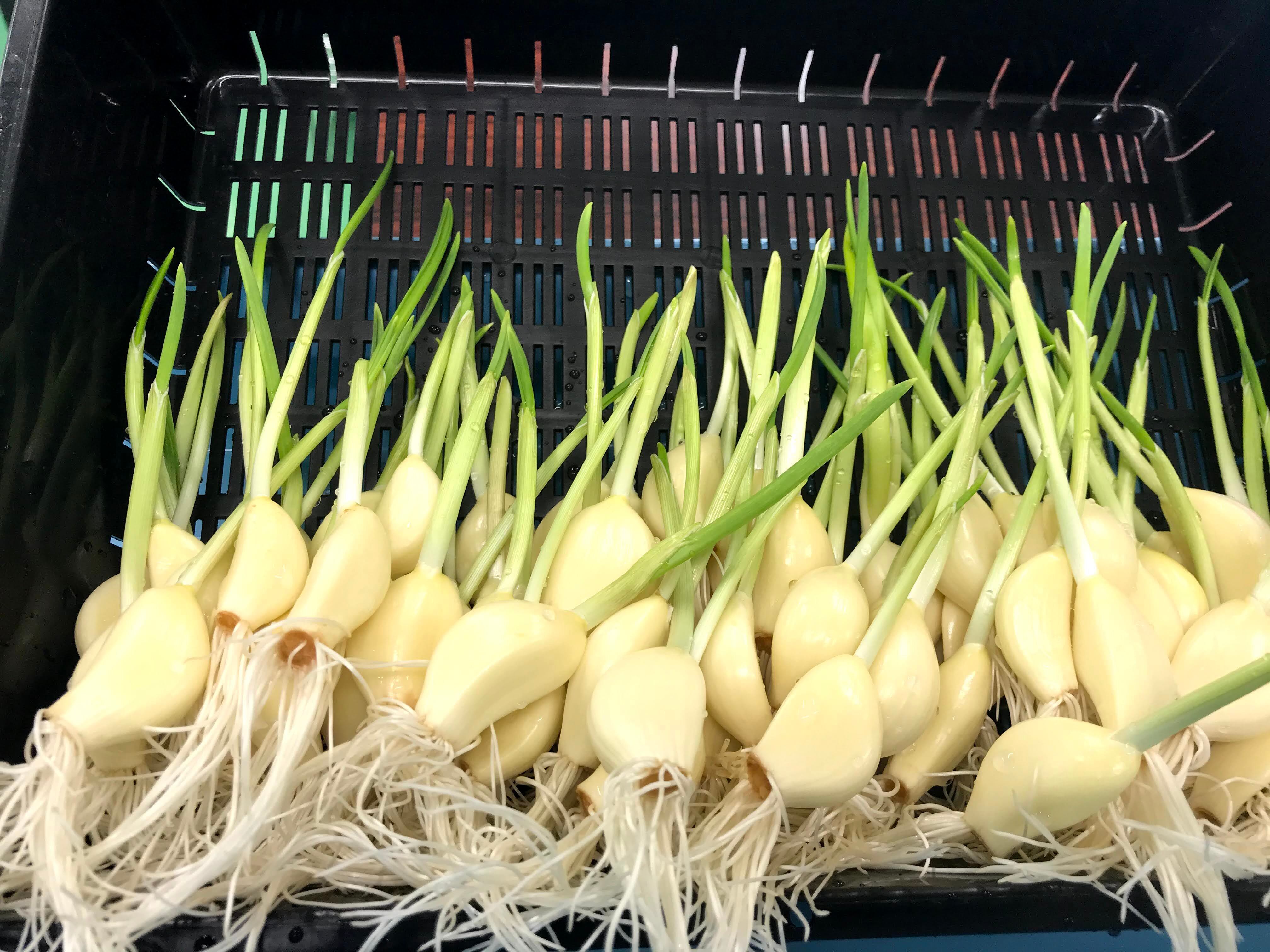 機能性表示食品！！ロケット発芽にんにく【30本】【クール便