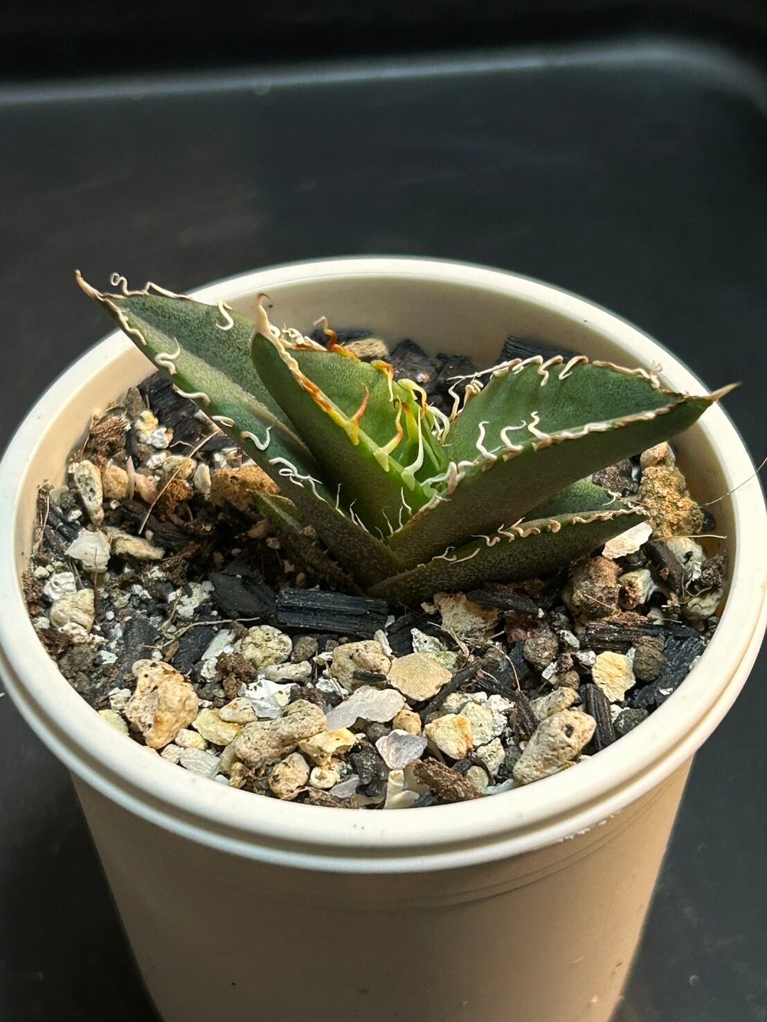 【 E-3 】oteroi seedling ①