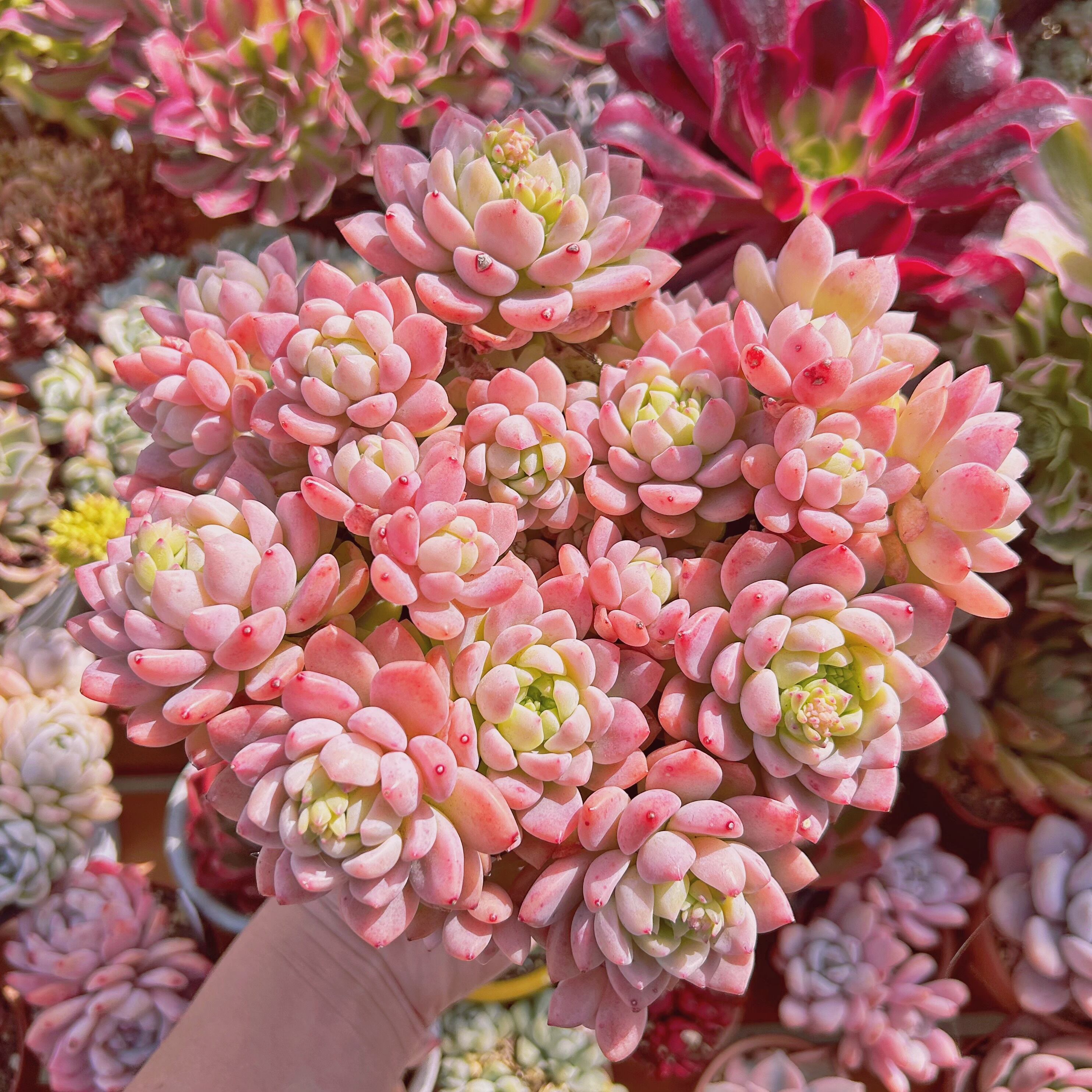 多肉植物 新品種 プロリフェラxラウル 12頭以上 特大 | るる農園~多肉