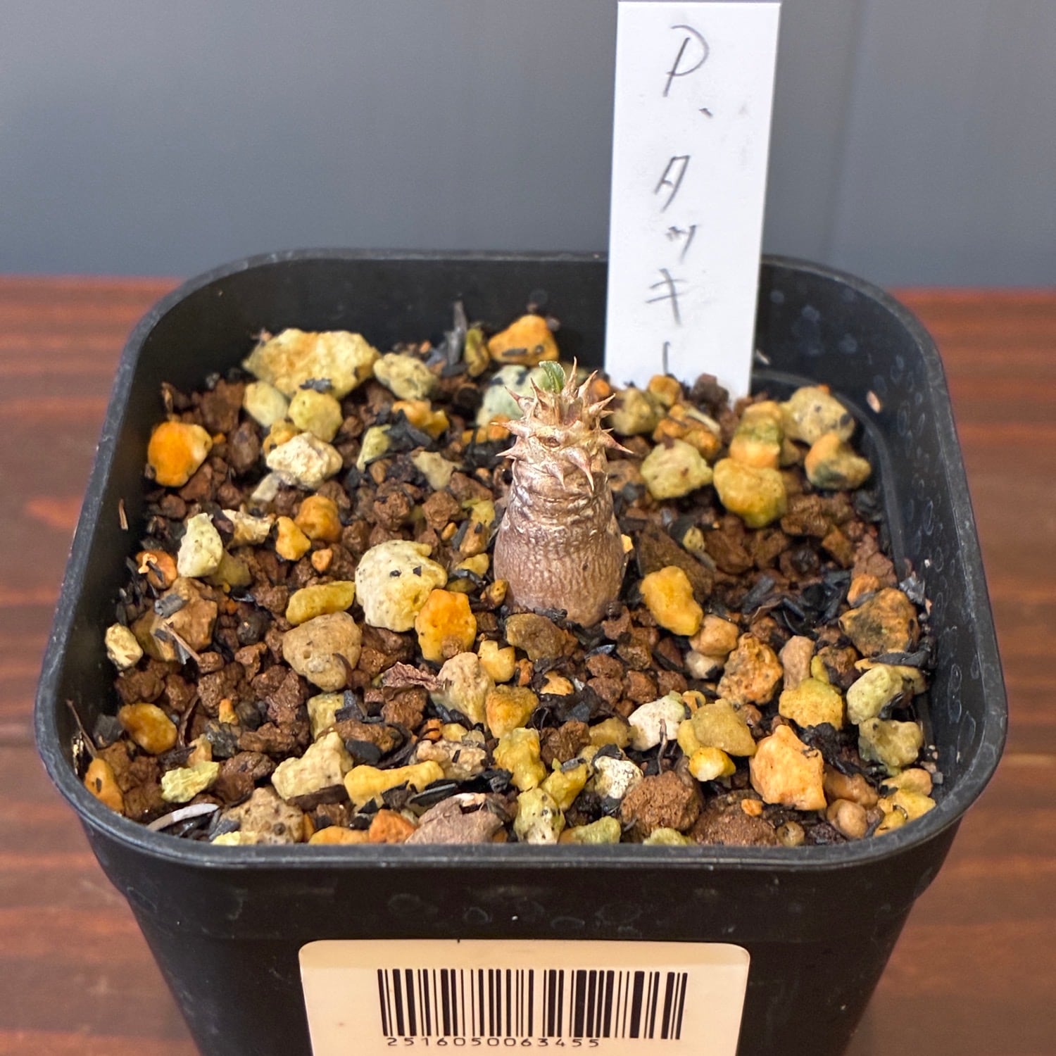 新着3日限定10%OFF】パキポディウム タッキー【088】 | PROTOLEAF