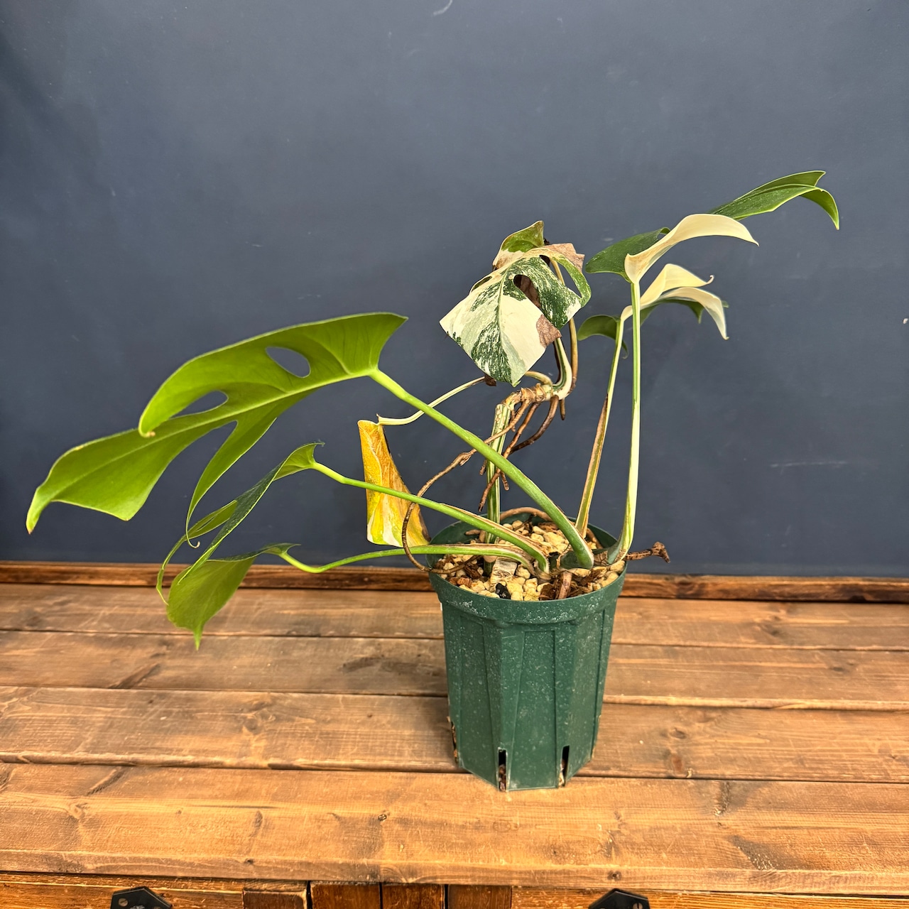 【クリアランス】モンステラ ホワイトタイガー (ボルシギアナ) 2株植え【1052】