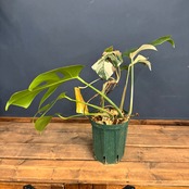 【クリアランス】モンステラ ホワイトタイガー (ボルシギアナ) 2株植え【1052】