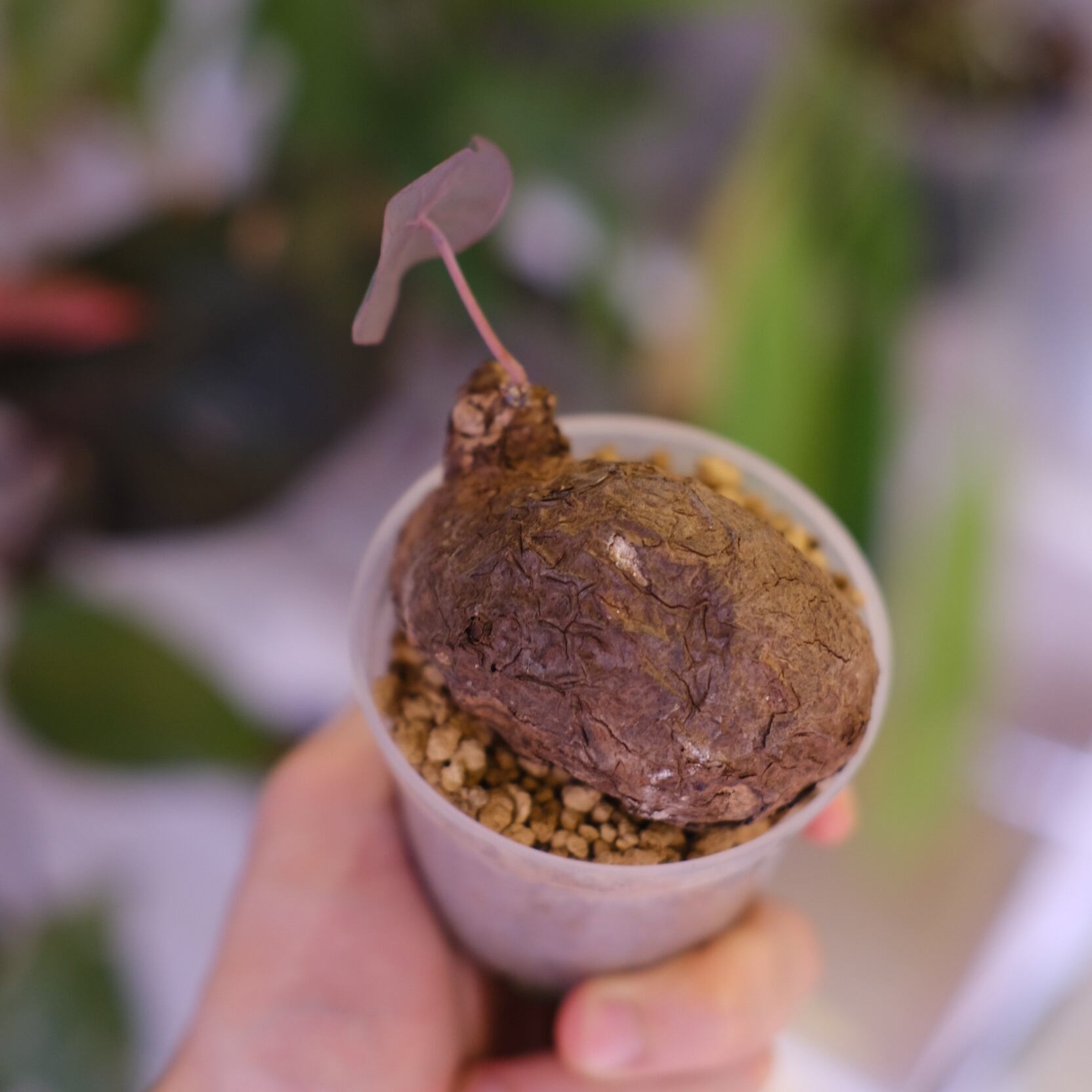 Stephania kaweesakii│ステファニア カウィーサキー②│観葉植物