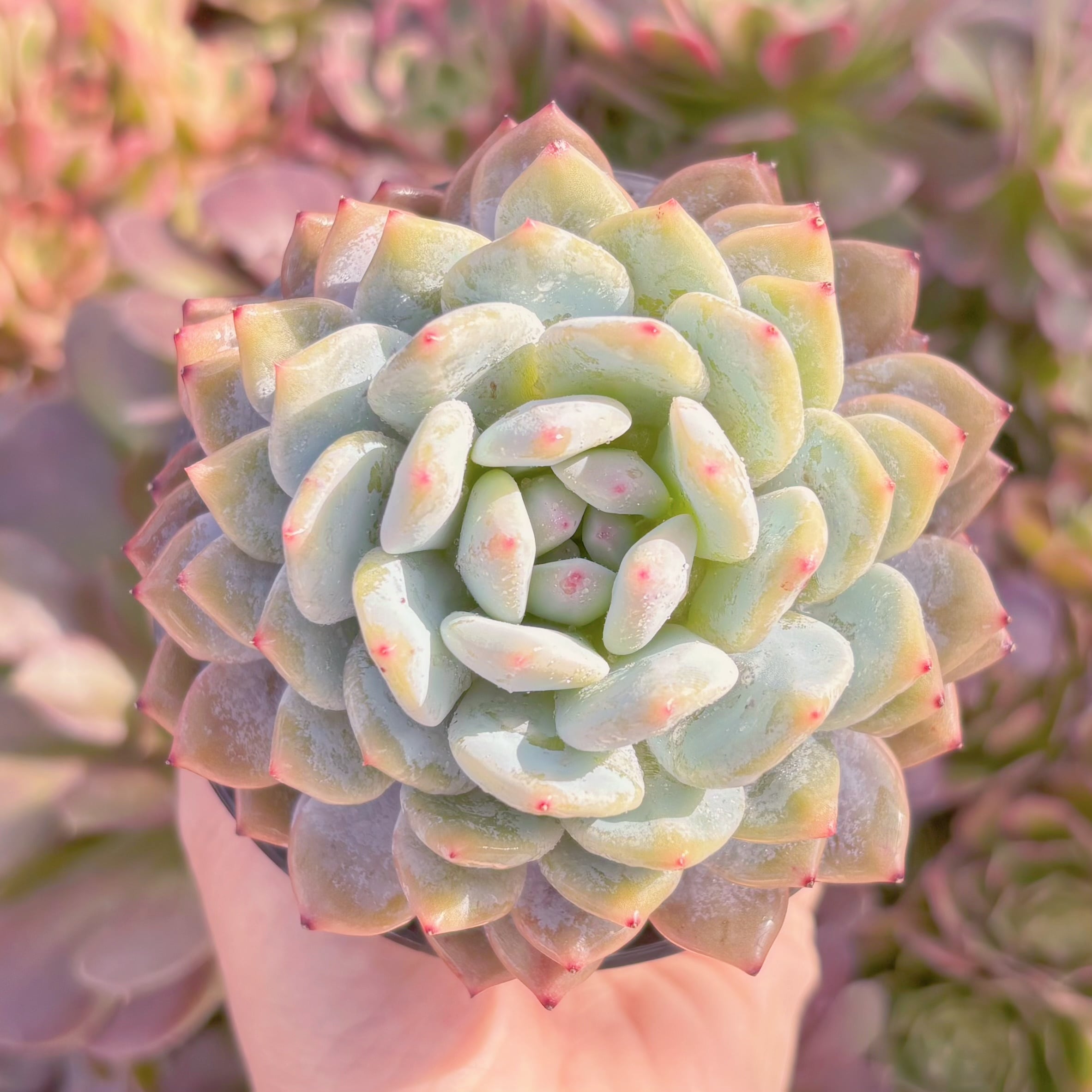 現品　玉芙蓉#M159　大苗　るる農園