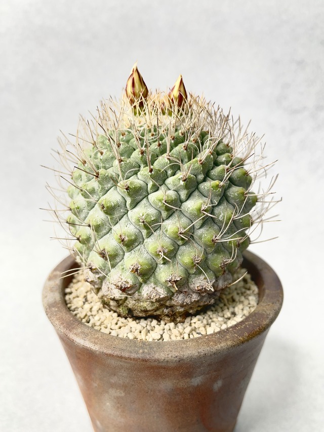 ストロンボカクタス・菊水