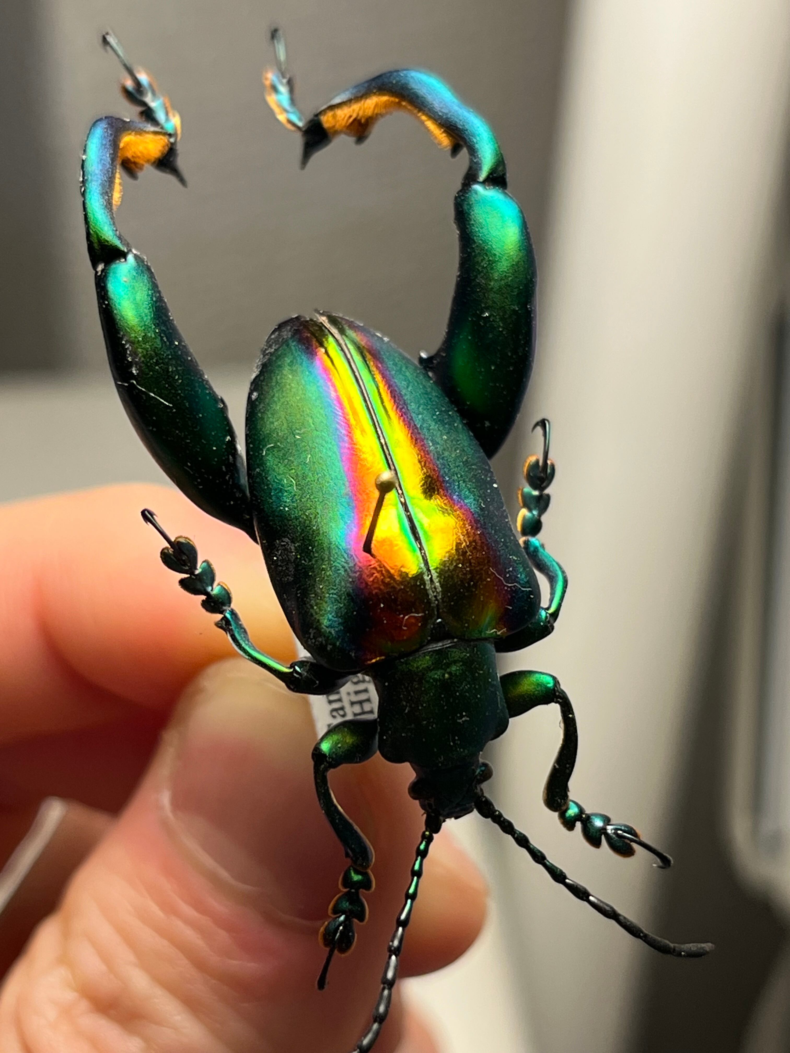腿太葉虫最大種】Sagra buqueti モモブトハムシ プラチナコガネ