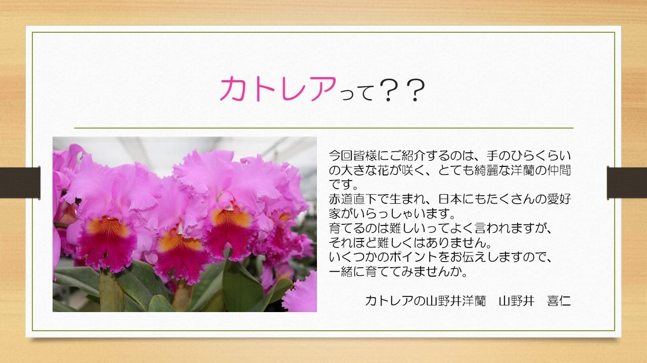 育てかた 管理の仕方です 購入はしないでください 10年連続 全国洋らん品評会 金賞受賞 日本一のカトレア栽培農場 山野井洋蘭