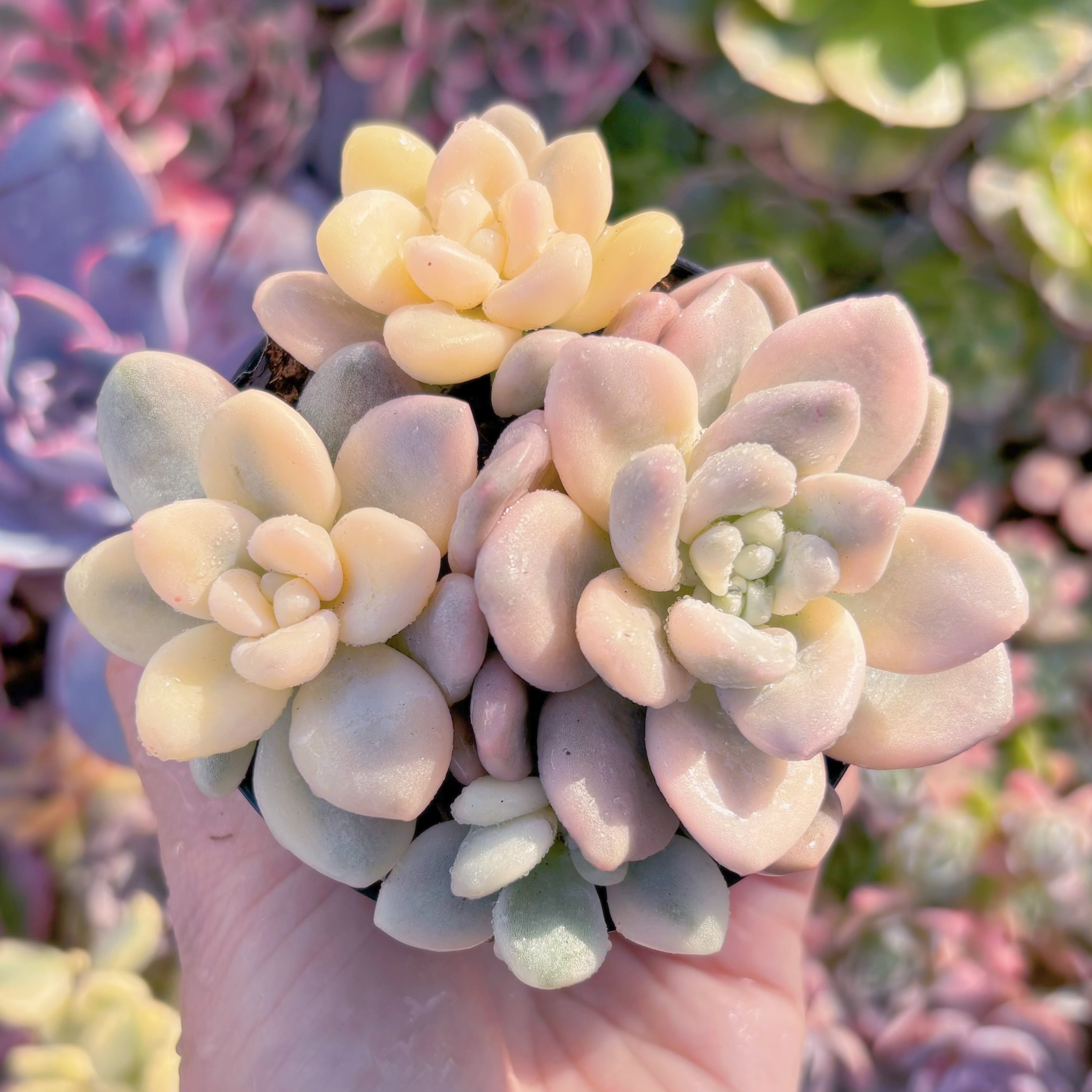 現品　マカロン錦#A078　るる農園