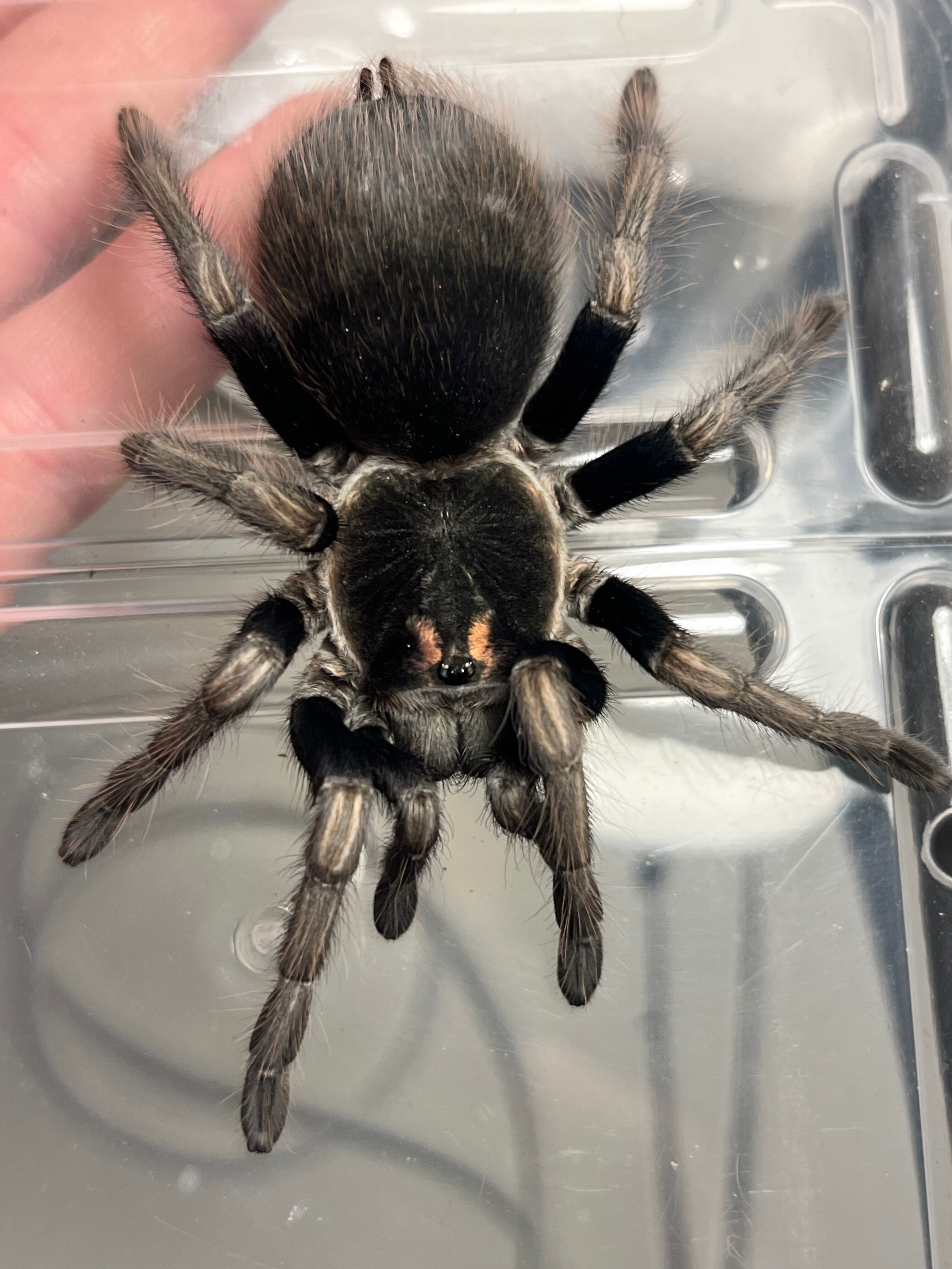 Pamphobeteus | オモニキチュウ