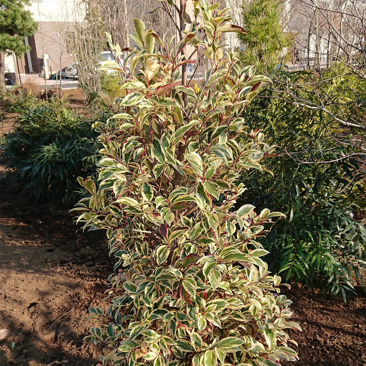 植木　フイリサカキ 森の樹木図鑑 フイリサカキ ｜きこりんの森