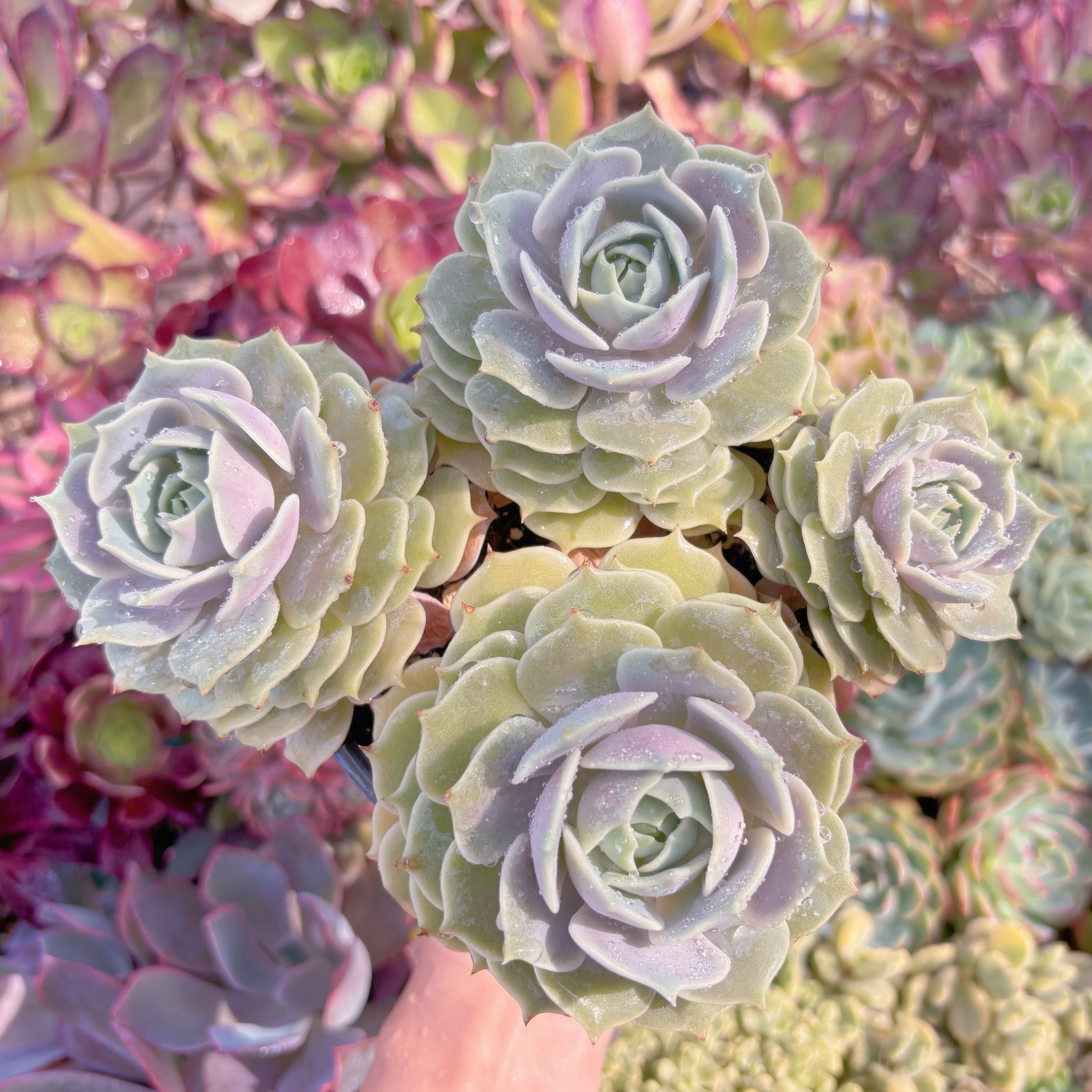 現品　ローラ#722　特大群生　るる農園