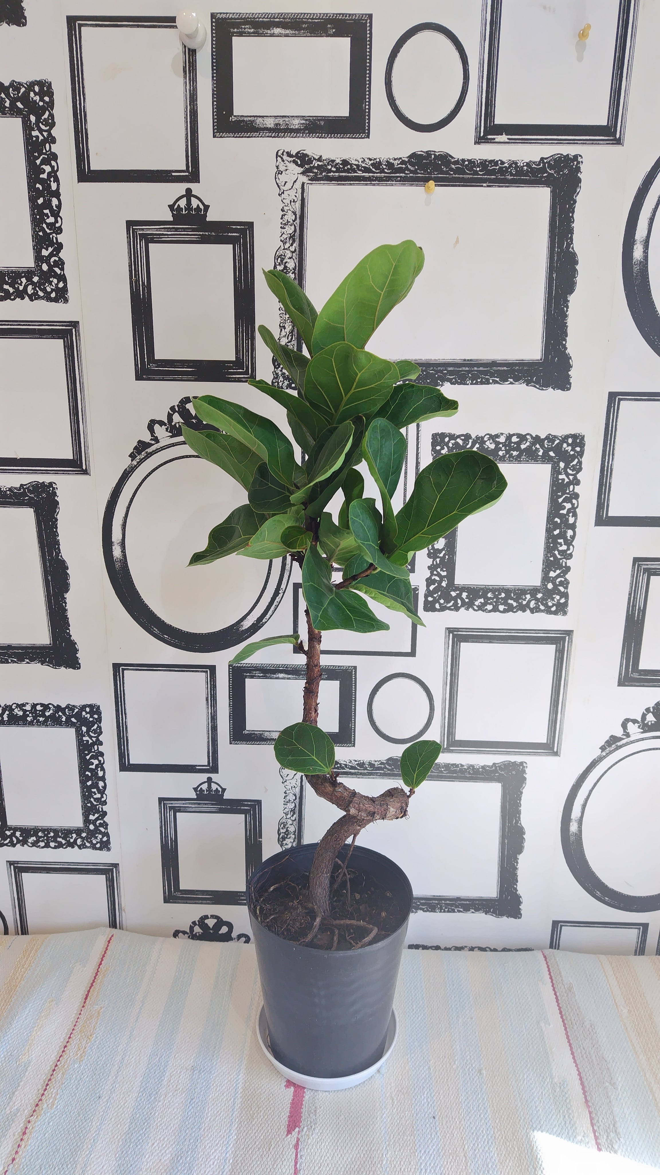 観葉植物 カシワバゴム バンビーノ | 花屋クラルテ、ネットショップ