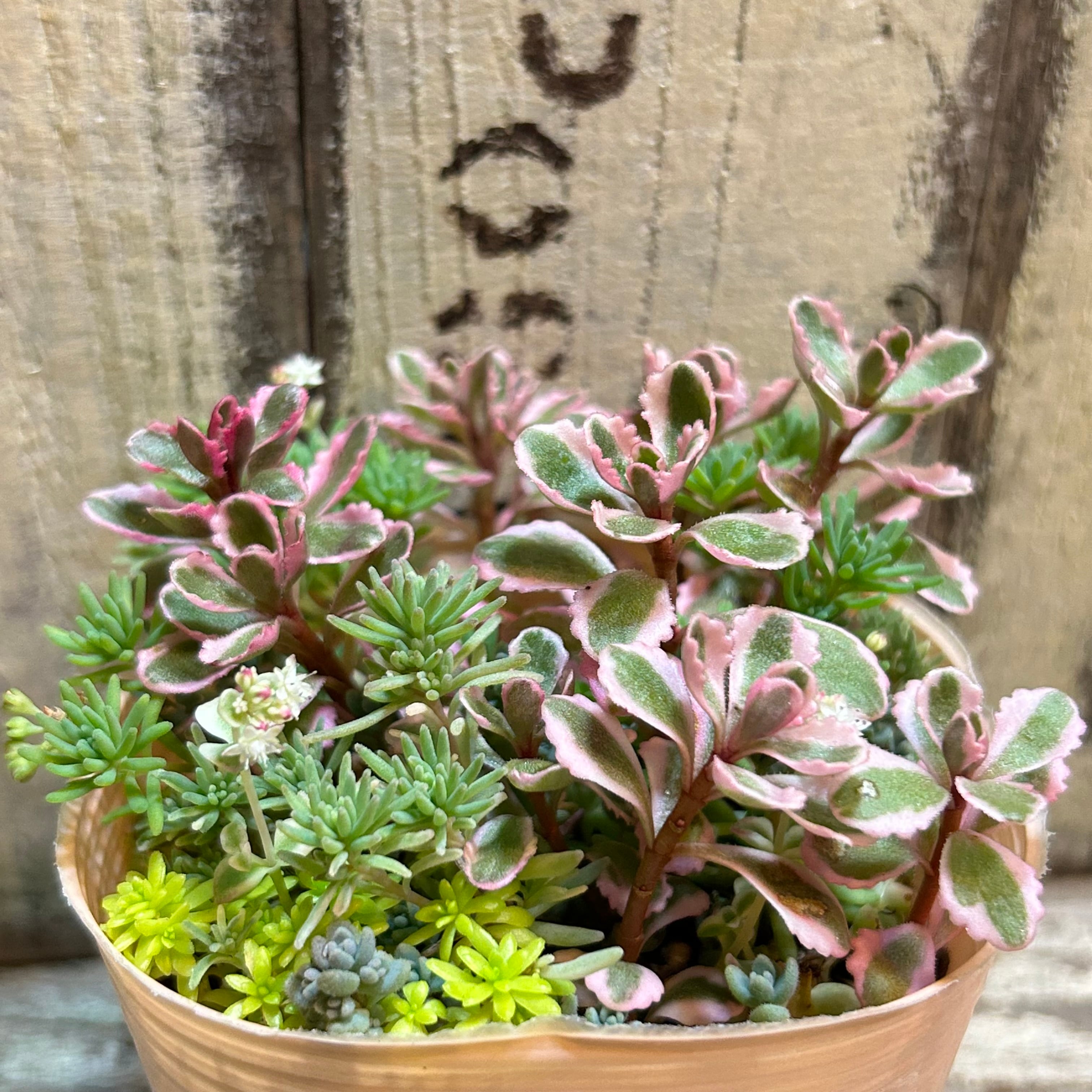 セダム寄せ植え | RuPo 多肉植物専門店