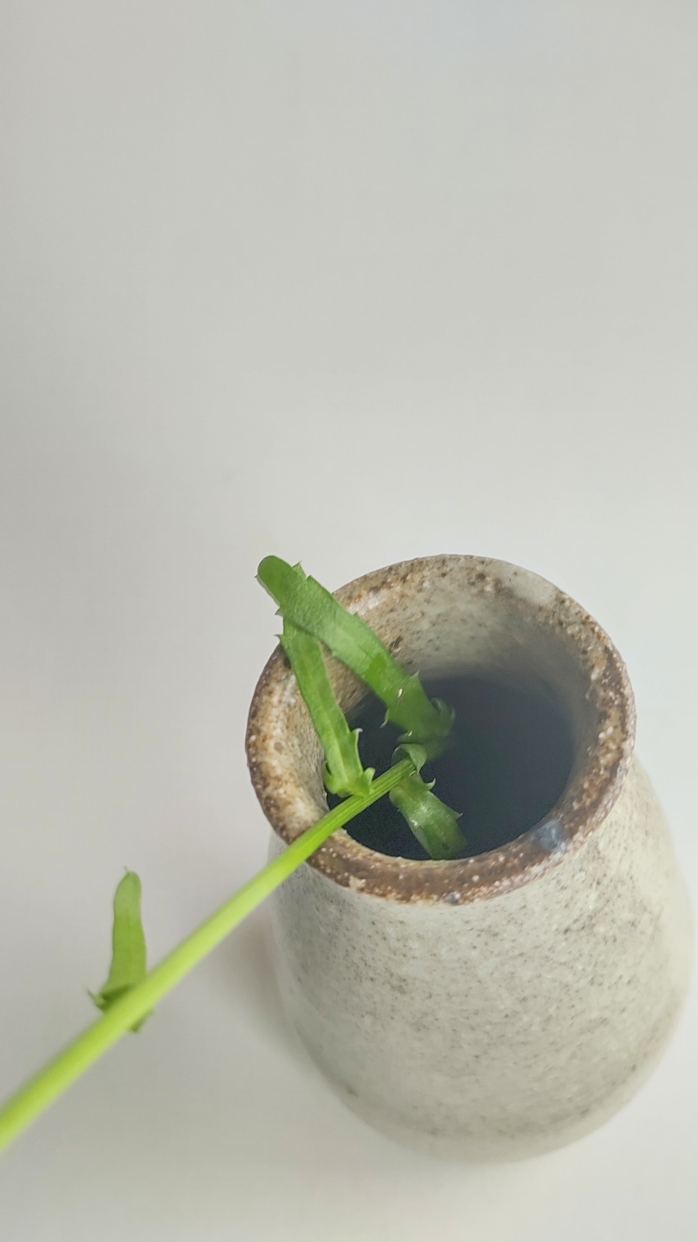 灰釉花入002 | utuwanoyukue