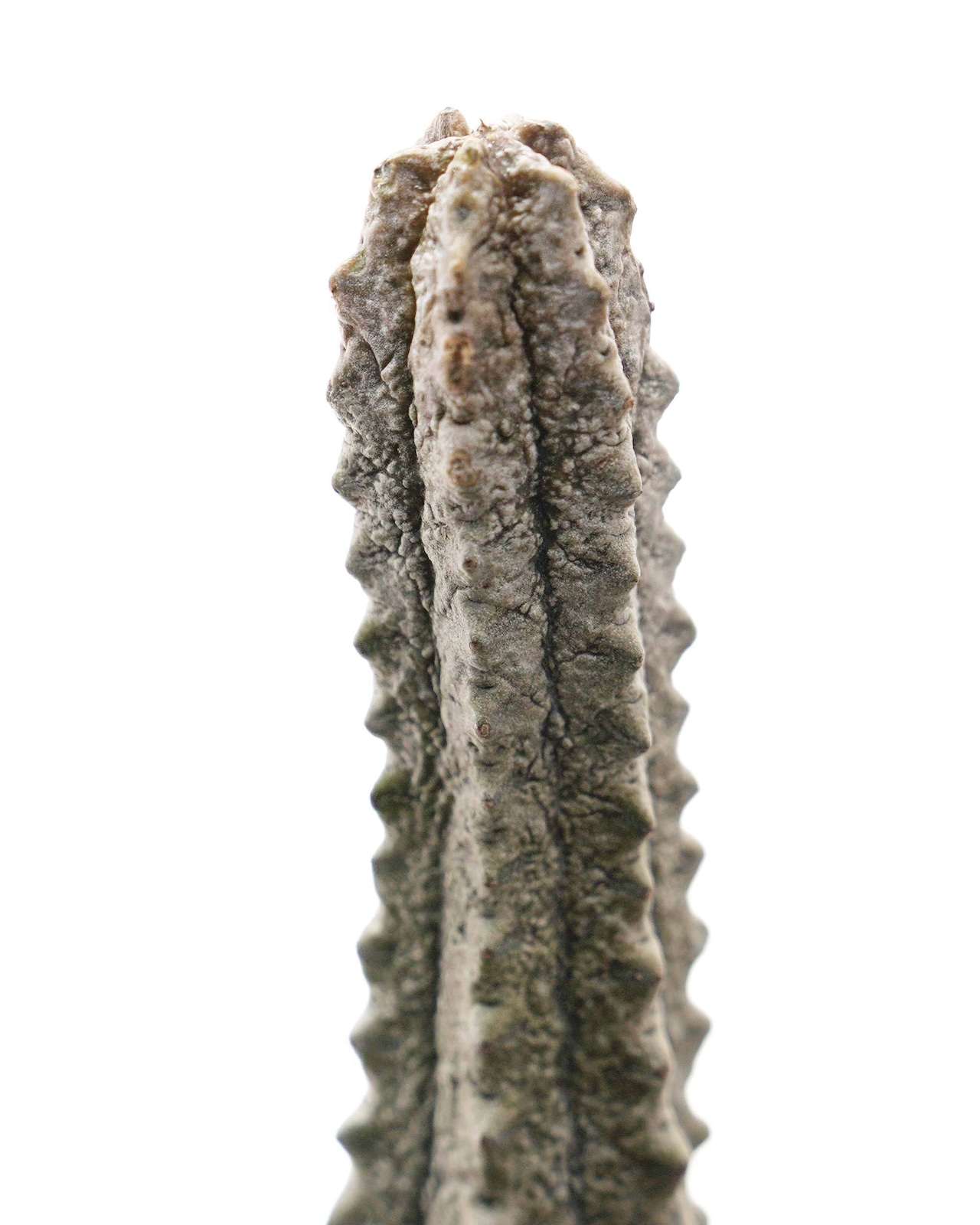 未発根苗 ユーフォルビア アブデルクリ Euphorbia abdelkuri