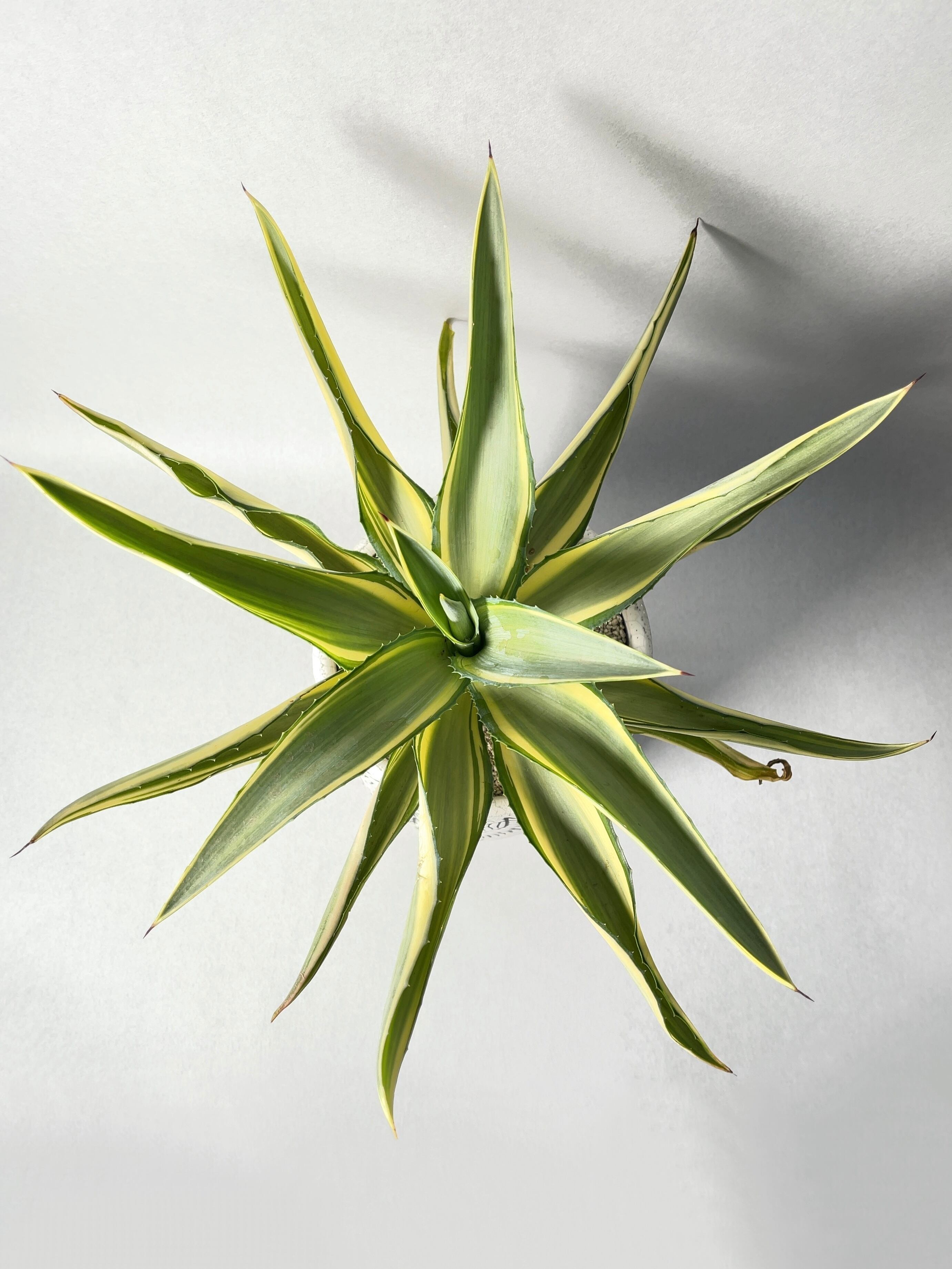 アガベ・ジョーホーク | trigger