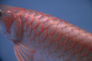 紅龍No.6023　☆トップクオリティ☆ ±28cm