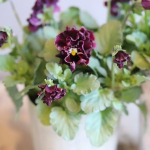 ビオラ　ティアード（ワインカラー系）冬から春にオススメのお花　よく咲く　シャビーシックにおすすめ