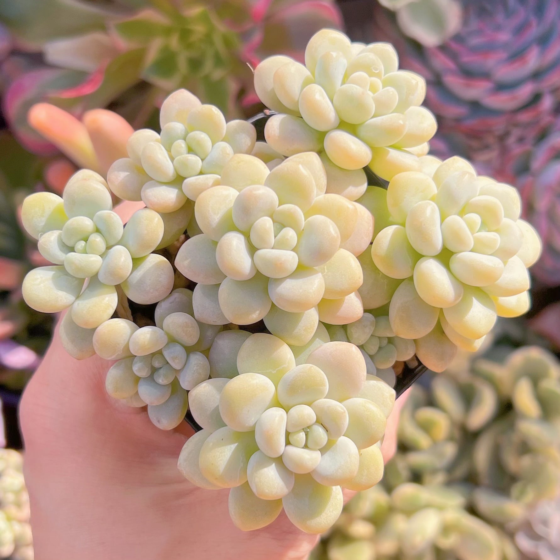 現品　チューインガム群生#070    群生　るる農園