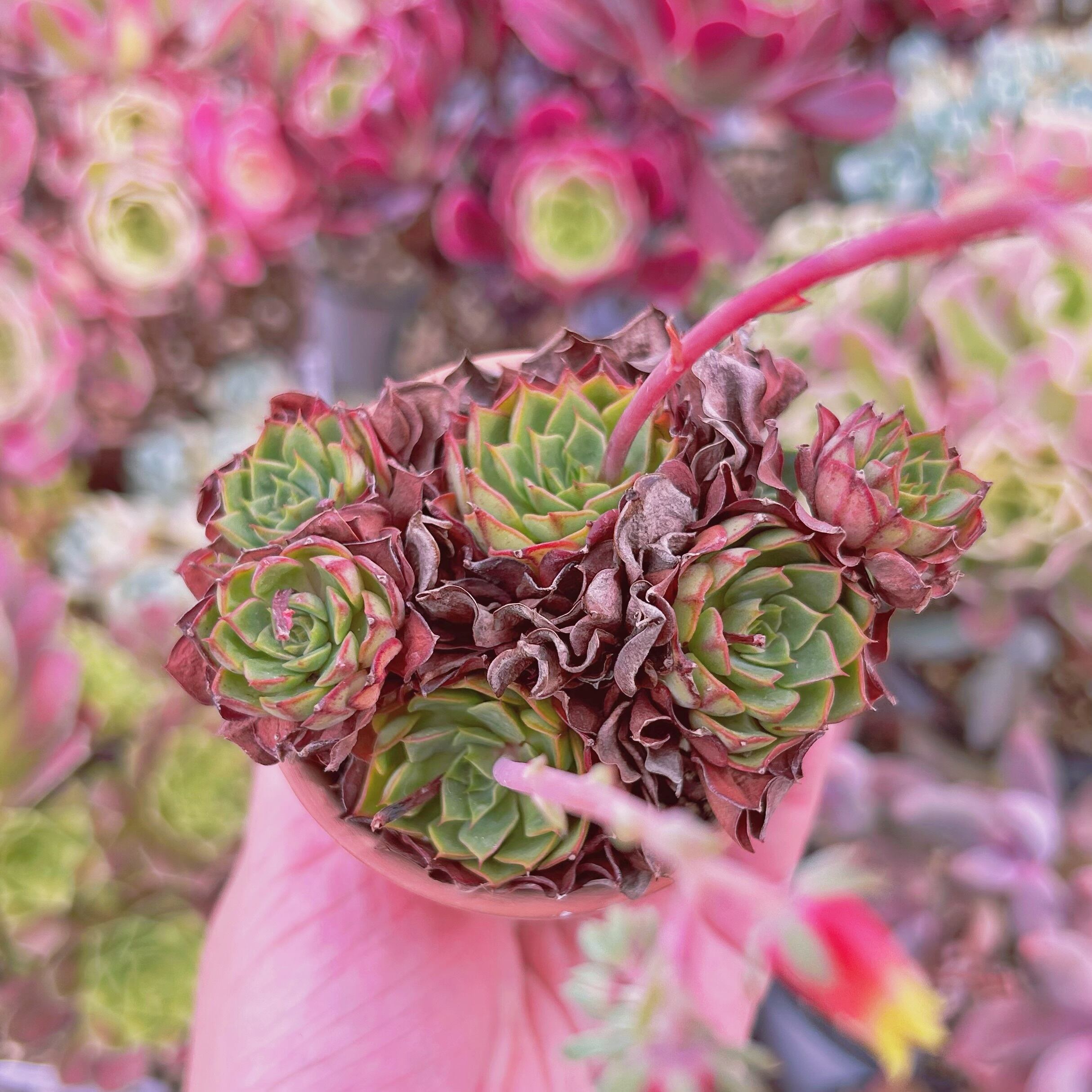266現物 多肉植物 ラブファイア 抜き苗 | るる農園~多肉植物専門