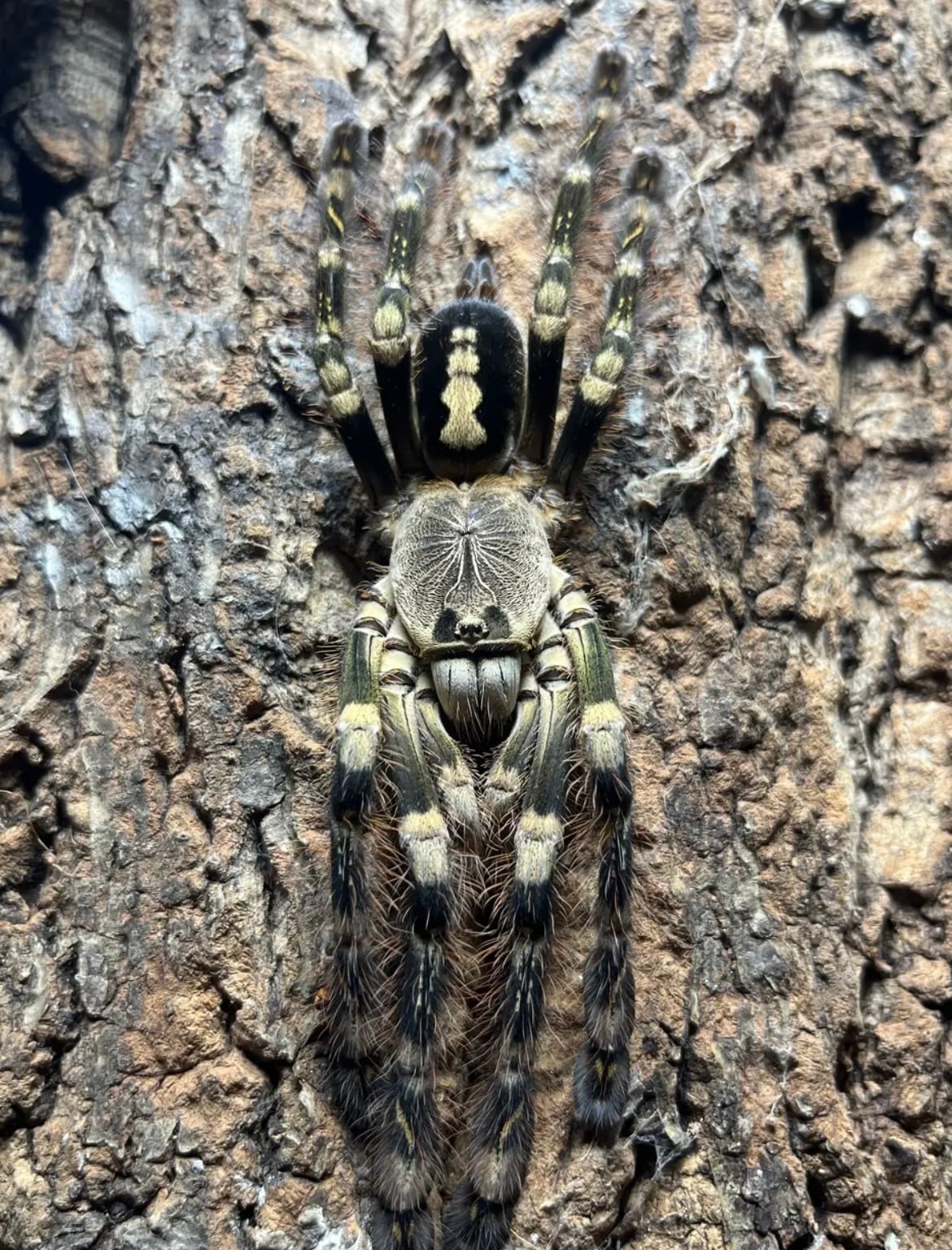 e978dbf6365c65cb9919238b6e1a80