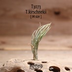 【送料無料】kirschnekii〔エアプランツ〕現品発送T3073