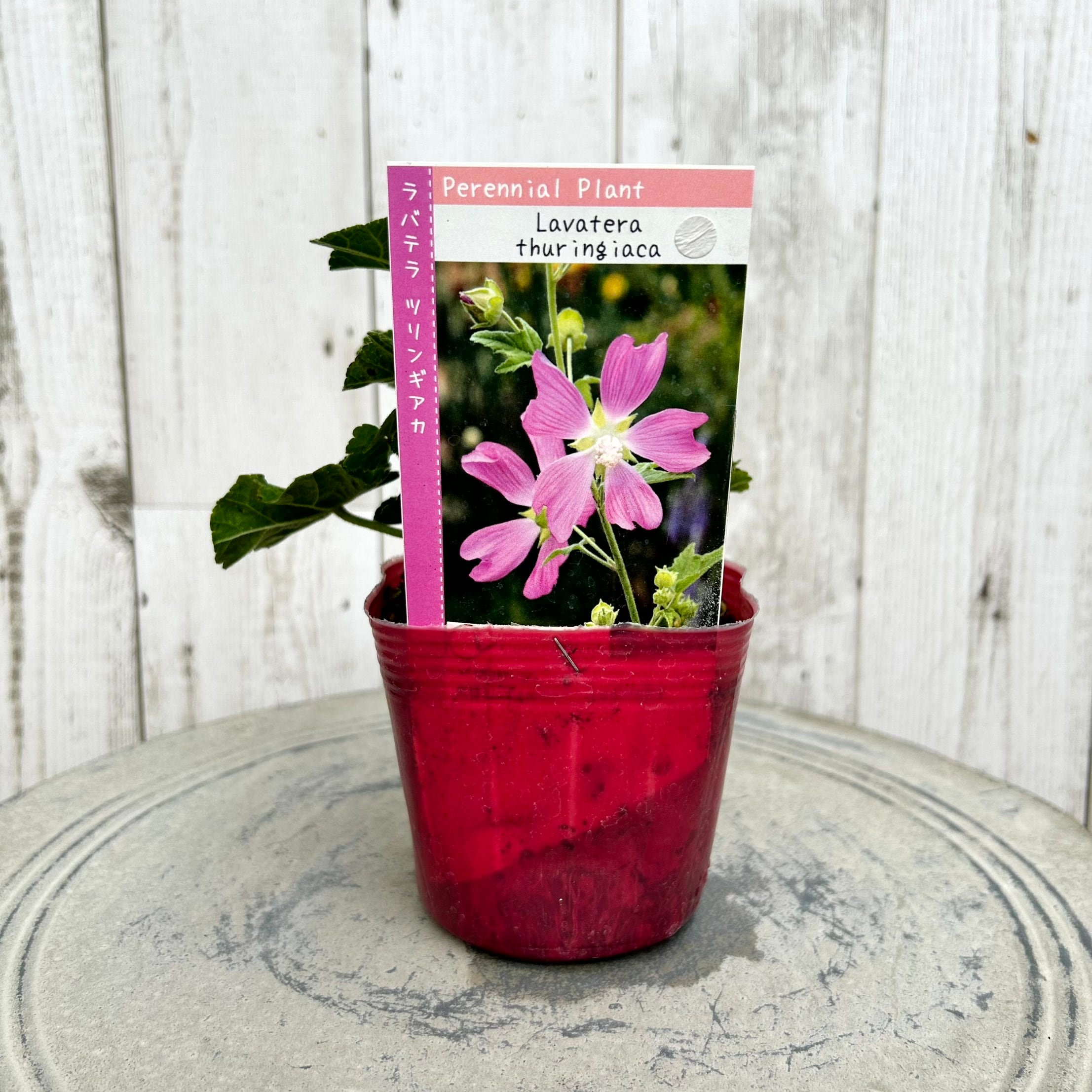 植物】 | フラワーガーデン泉 オンラインショップ