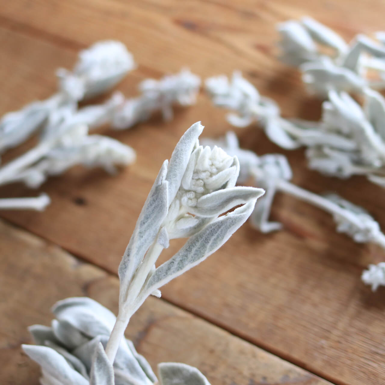 ラムズイヤー ( ワタチョロギ )/ 北海道産 ドライフラワー 花材 リース