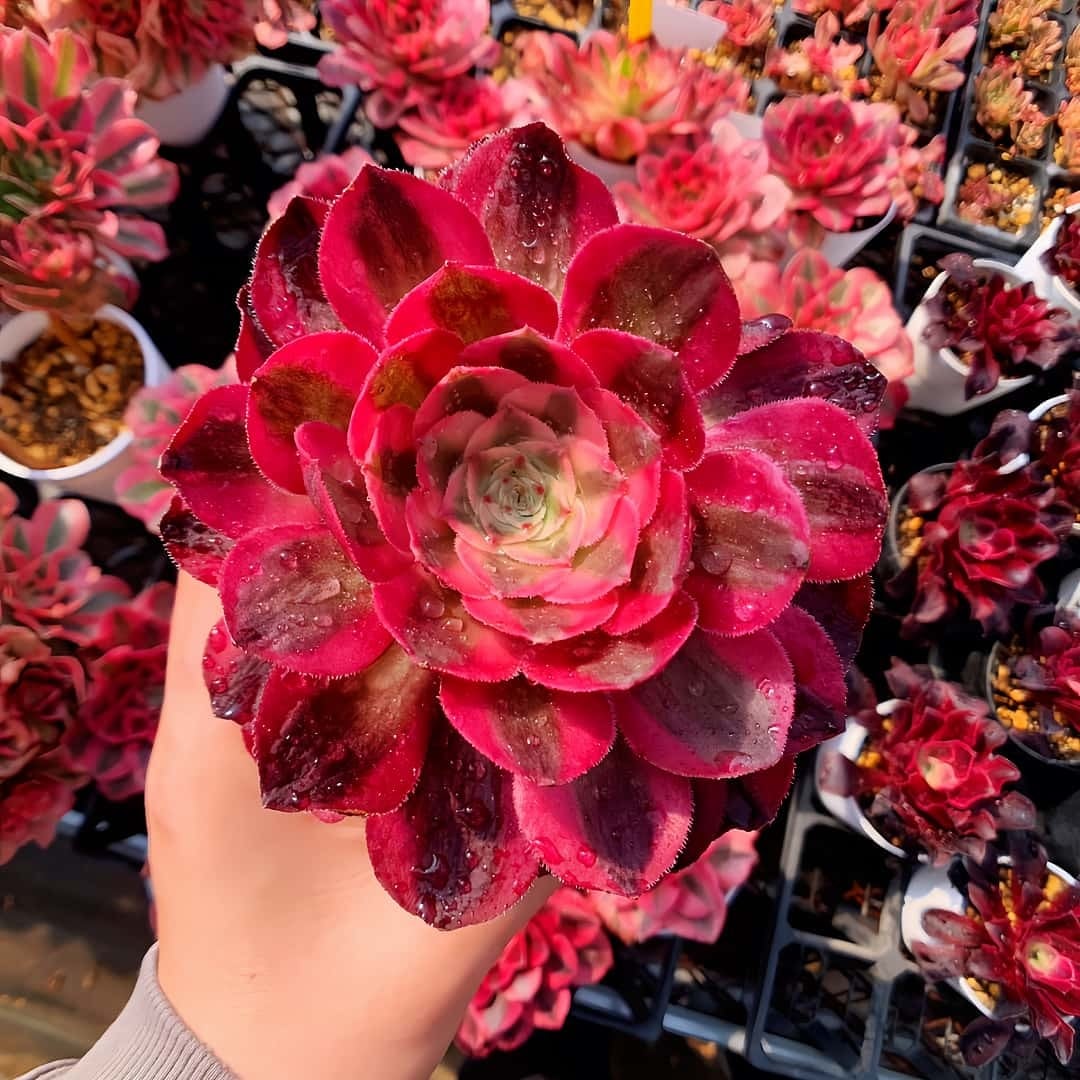 農園直売 多肉植物 寄せ植え エケベリア属 洛神（群）新品種 観葉植物