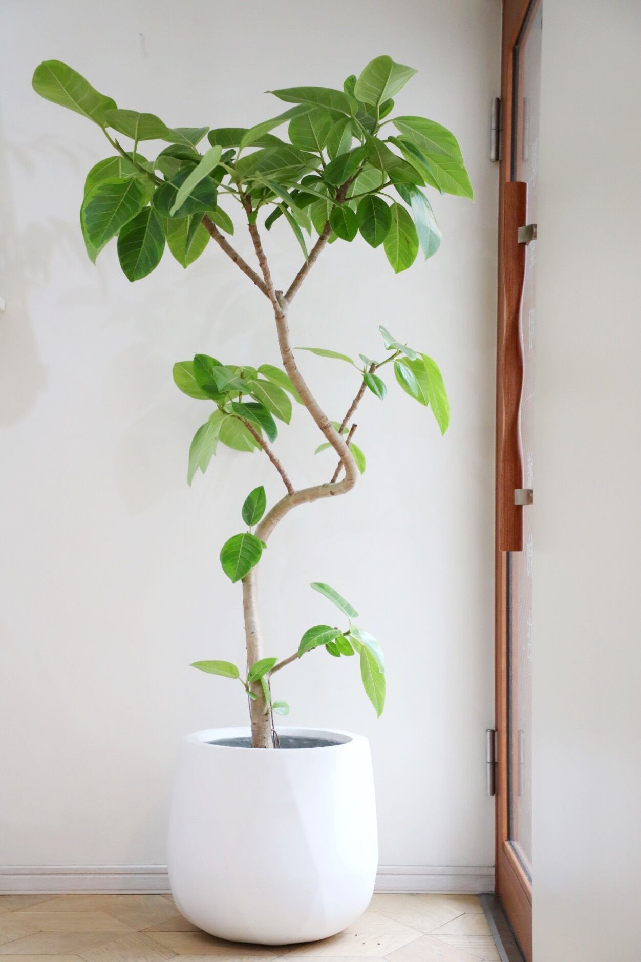 □中・大型植物(80cm~220cm) | 【厳選植物・器】MIDORI DOUMEI 翠堂明