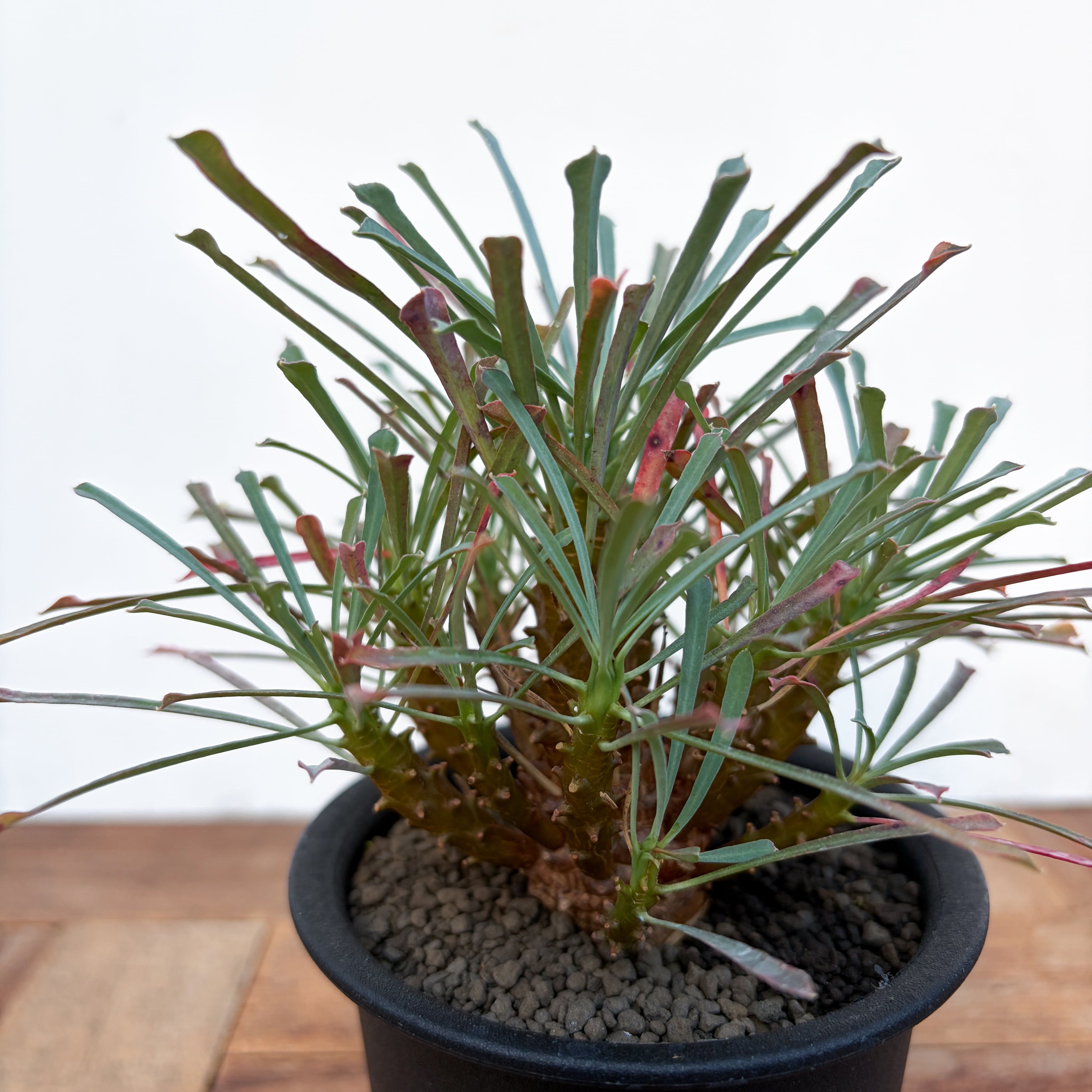 ユーフォルビア　ムルチフォリア　多分頭　10頭以上　コレクション株 Euphorbia multifolia【ユーフォルビア・ムルチフォリア】 | Pay ID