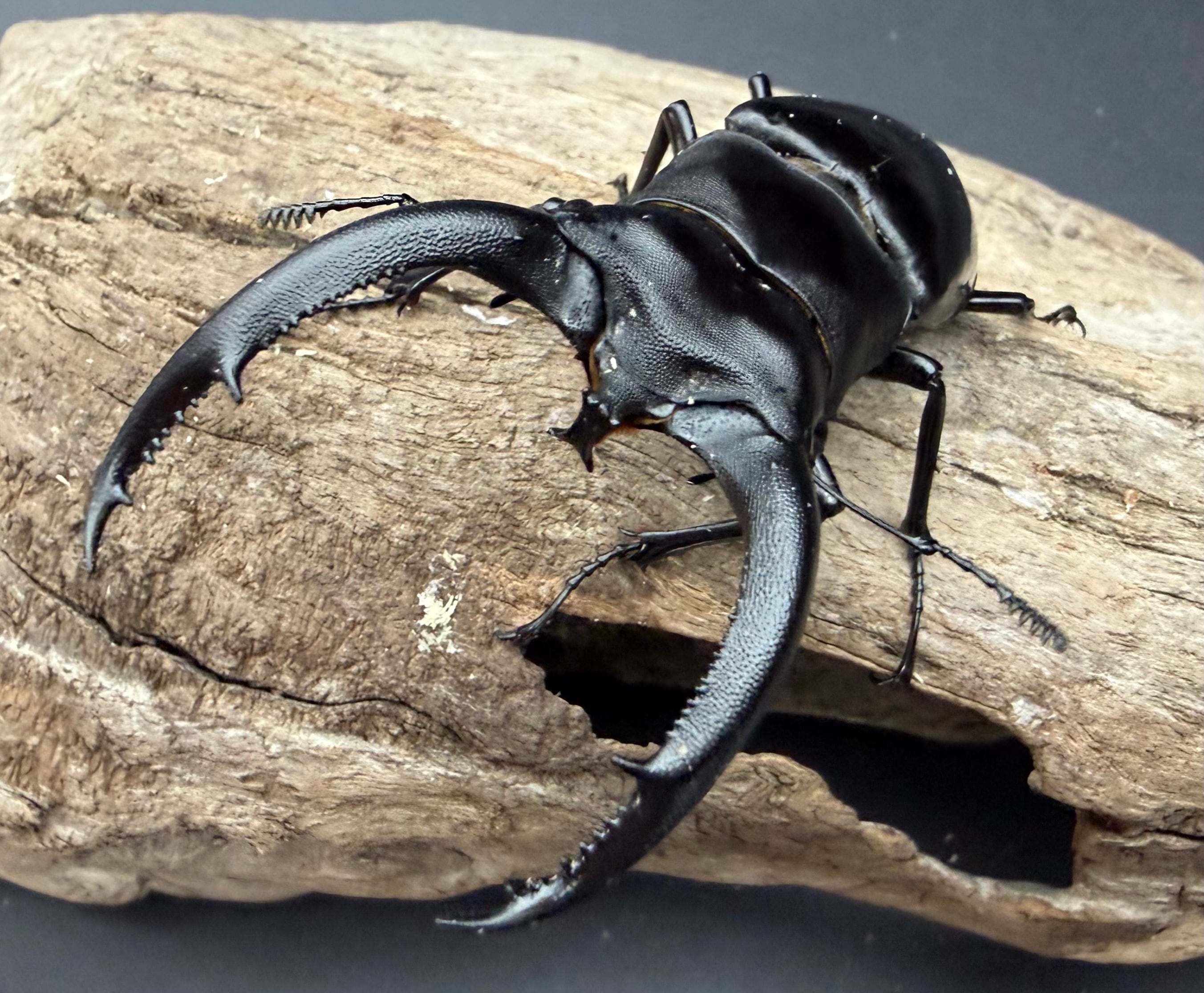 ソノダ コウシロウさん専用 ソノダ コウシロウさん専用