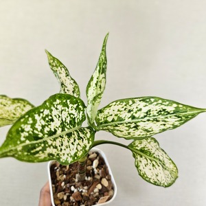 ②《Aglaonema Phet Nam Nueng》アグラオネマ・ペットナムヌン　観葉植物 ／ レッドリーフ／ポット発送