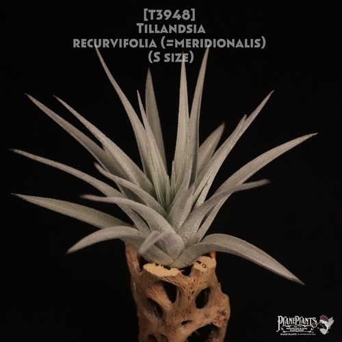 【送料無料】recurvifolia (=meridionalis) S〔エアプランツ〕現品発送T3948