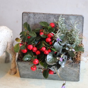 冬から春に楽しむ寄せ植え　チェッカーベリーハングポット　届いてすぐ玄関に飾れる 　プレゼントにもオススメ　