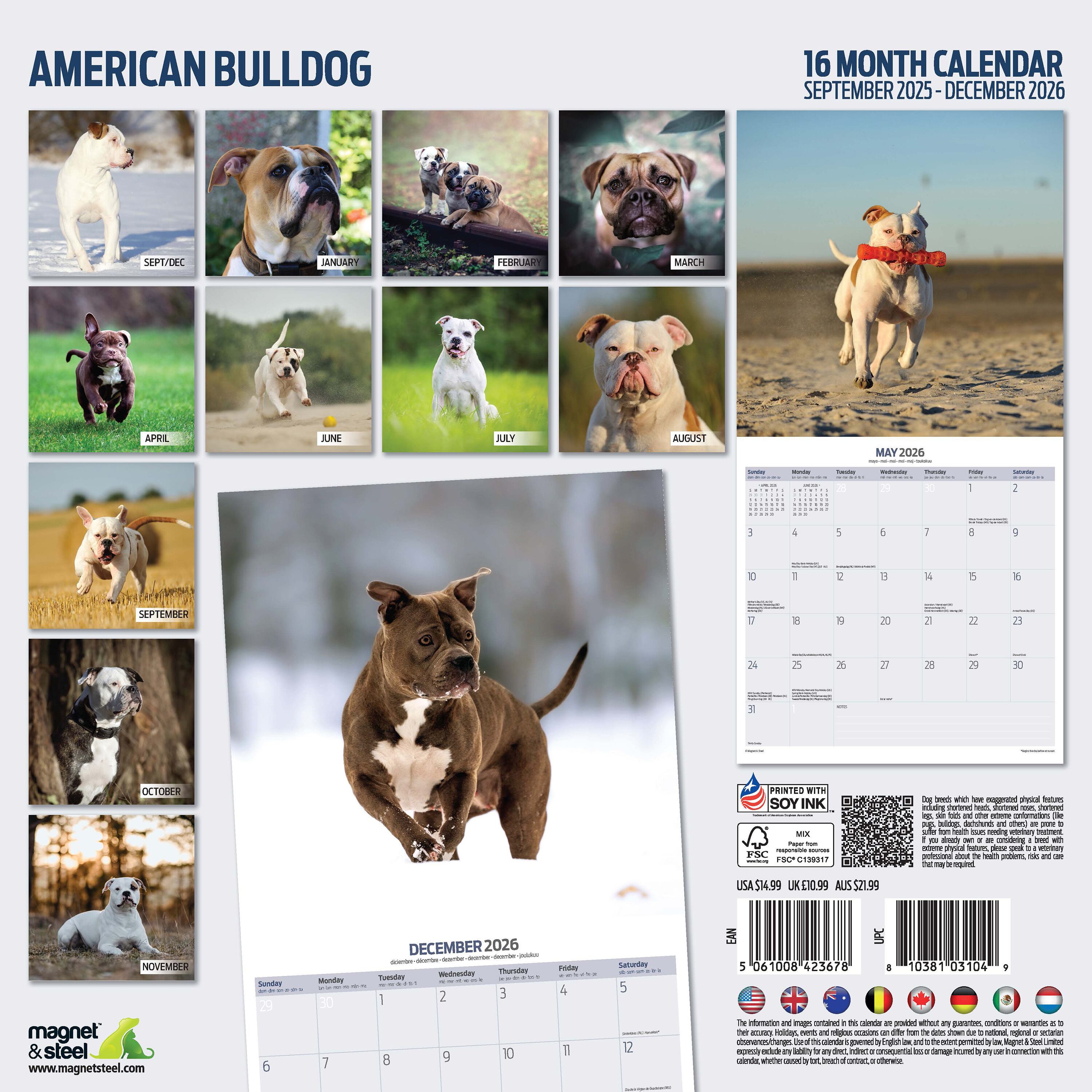 【2026年版】英国製犬種カレンダー【アメリカン・ブルドッグ Traditional】 2026年版