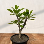 Fouquieria diguetii 【フォークイエリア・ディグエッティ・実生】