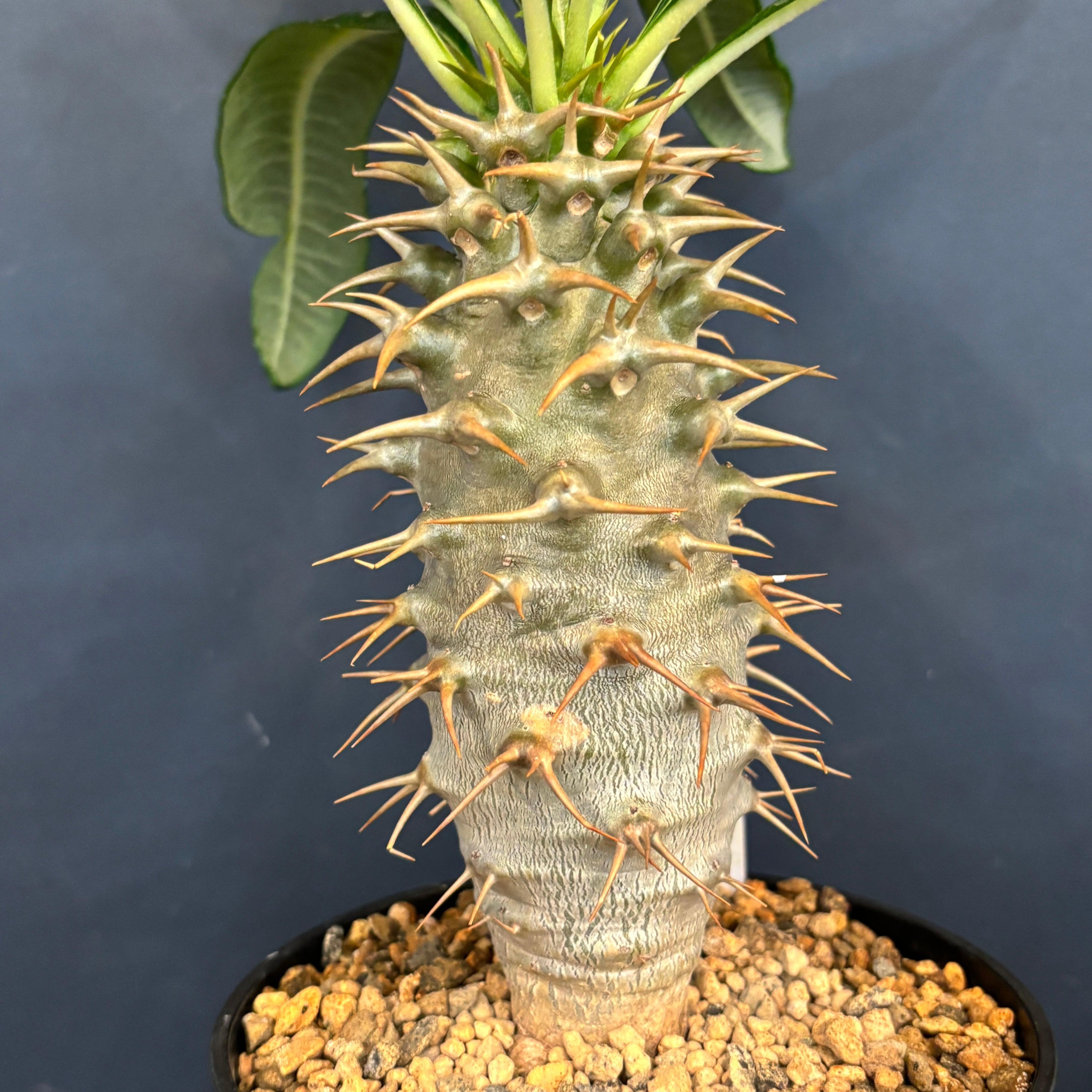 パキポディウム アンボンゲンセ【615】 | PROTOLEAF プロトリーフ