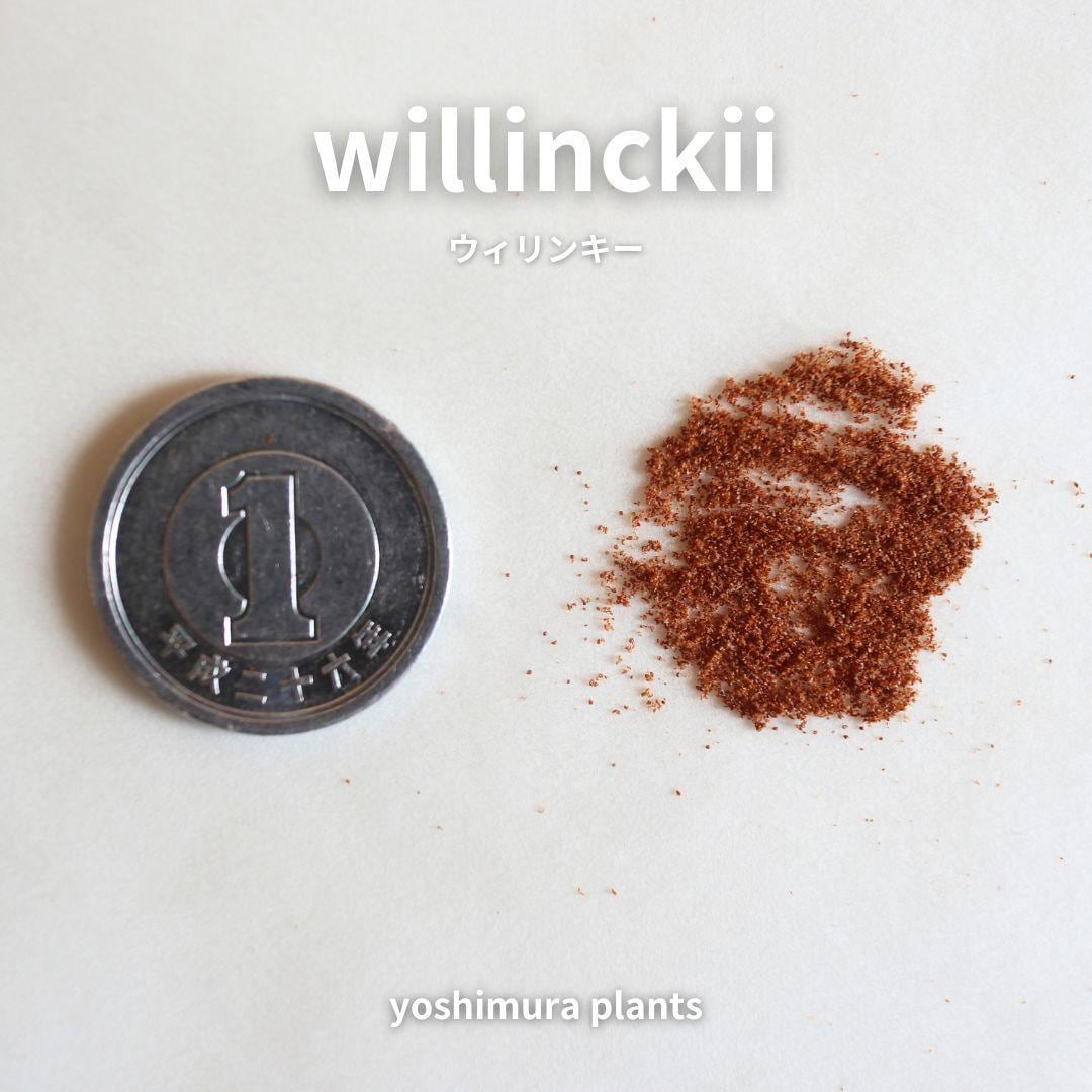 胞子] willinckii ウィリンキー ビカクシダ | PAY ID