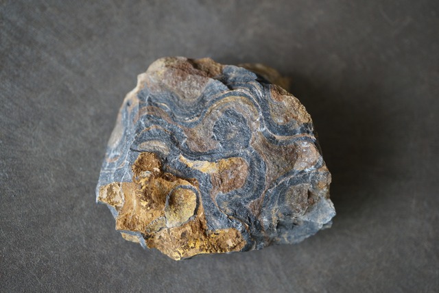 ボリビア ウユニ塩湖産ストロマトライト Stromatolite 1240