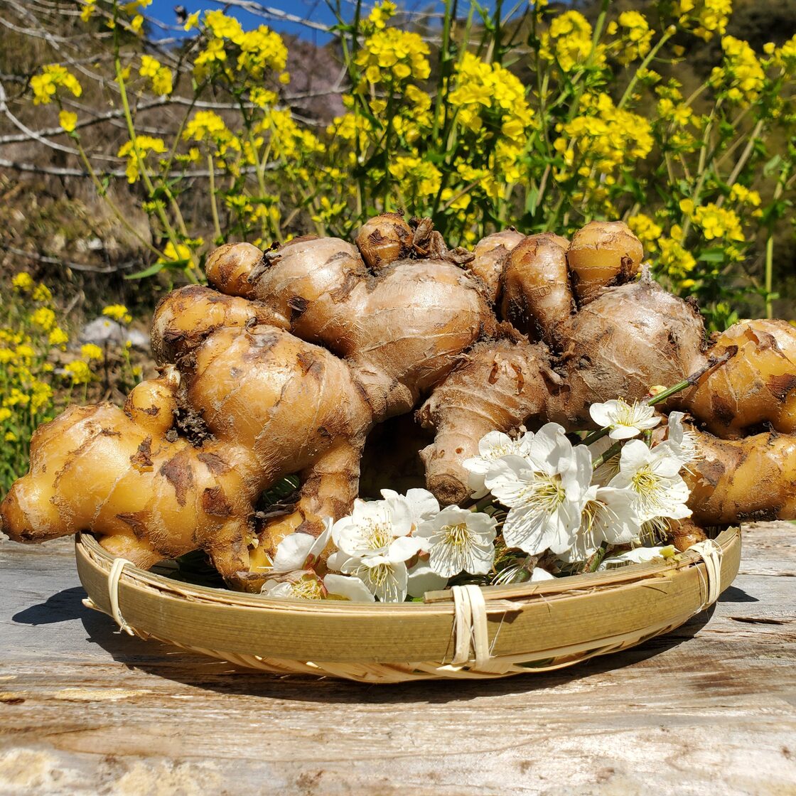 自然農法 高知県産 囲い生姜 20Kg | Pay ID