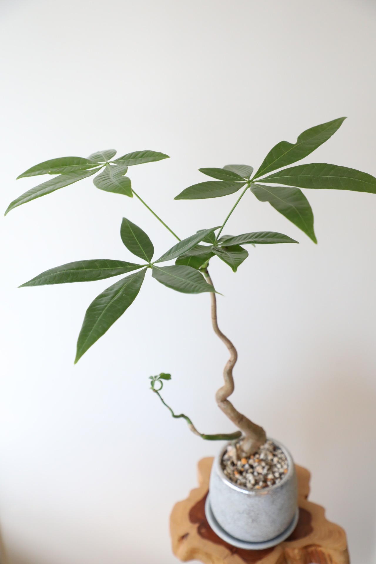 【M】パキラ ウンリュウ/Pachira 陶器鉢付き