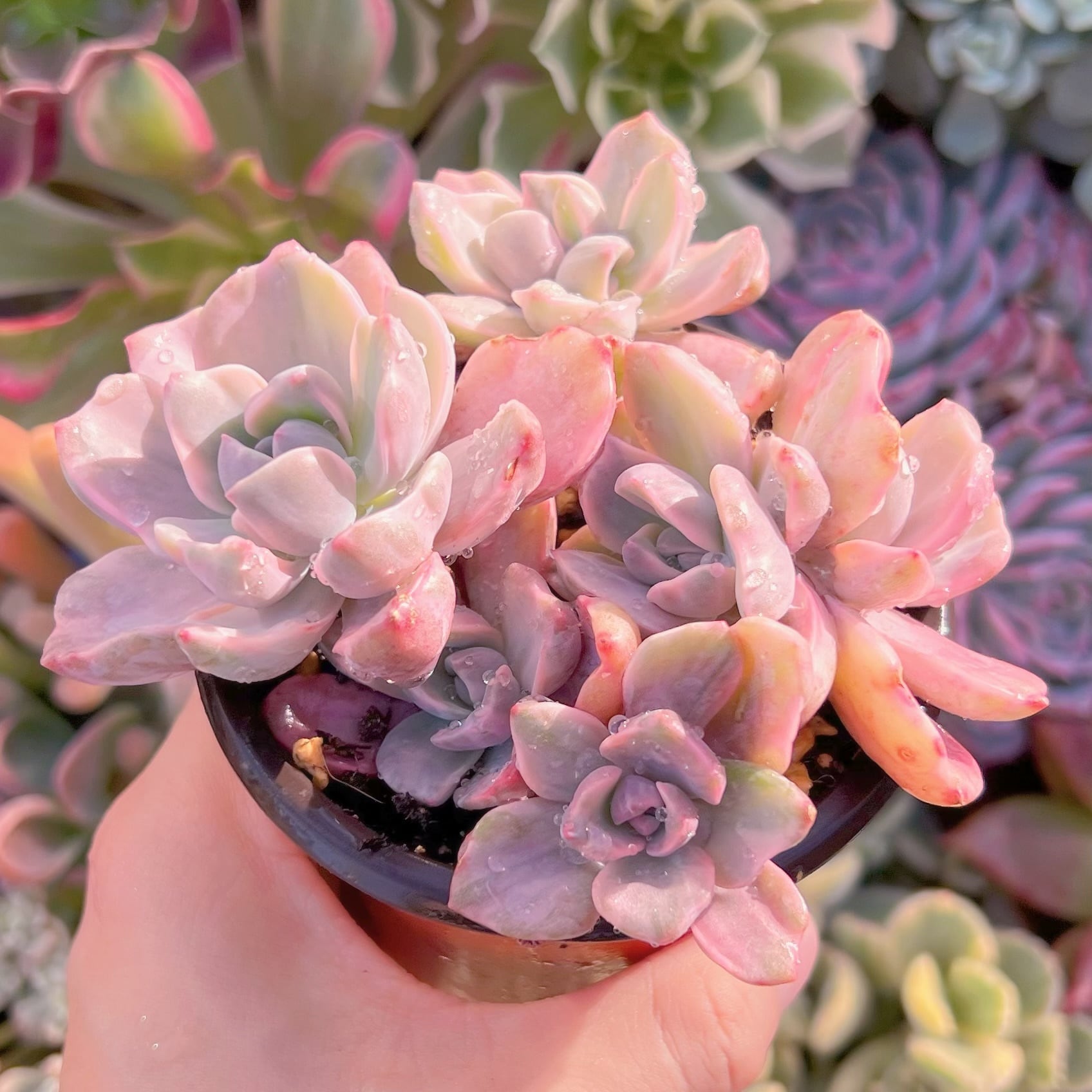 現品　リチャード錦#726   るる農園