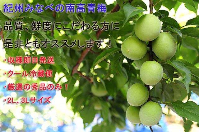 到着日指定不可！（5㎏）ご予約開始！ 南高梅の本場みなべ町の専業農家、おおの農園厳選の青梅！　2L or 3Lサイズ　クール便　