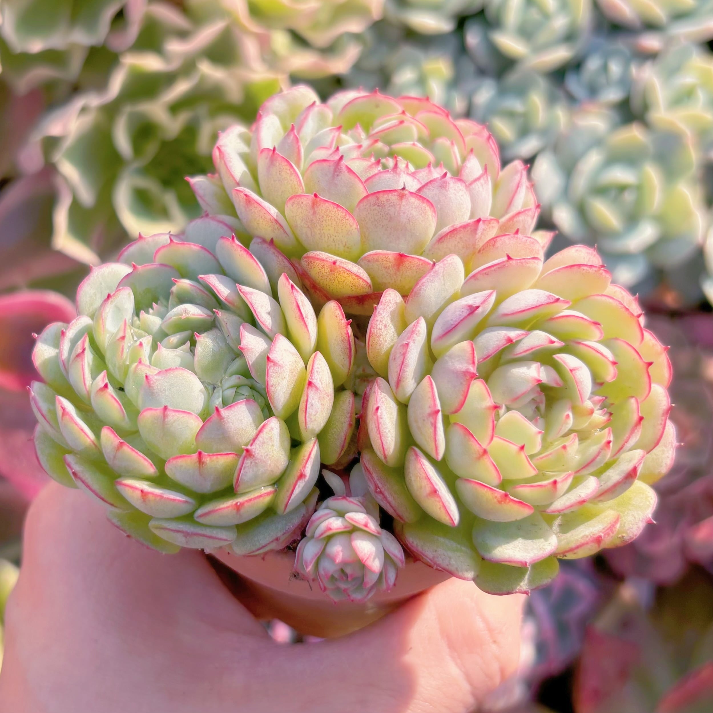 多肉植物 レッドボート 群生 新入荷 るる農園 | るる農園~多肉植物専門