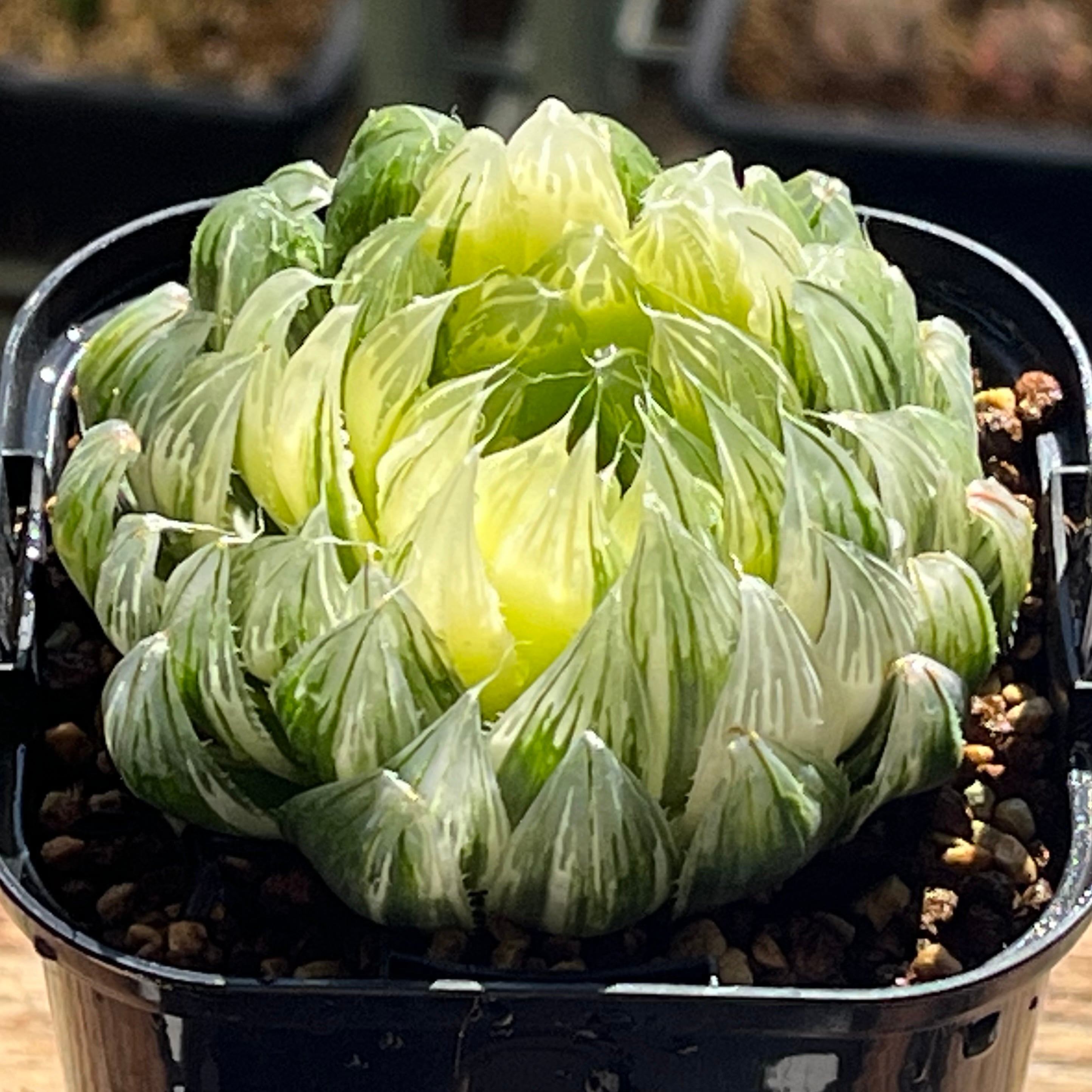 ハオルチア 花狐錦 ハオルチア 花胡蝶 オブツーサ錦 | mocono_plants