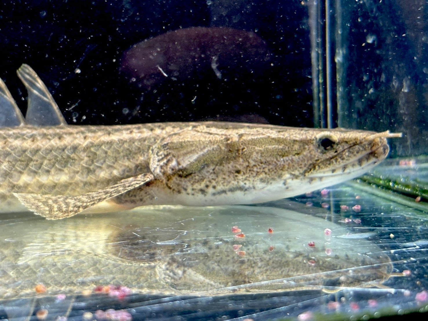 ポリプテルス | AQUASTYLEG ポリプテルス | AQUASTYLEG