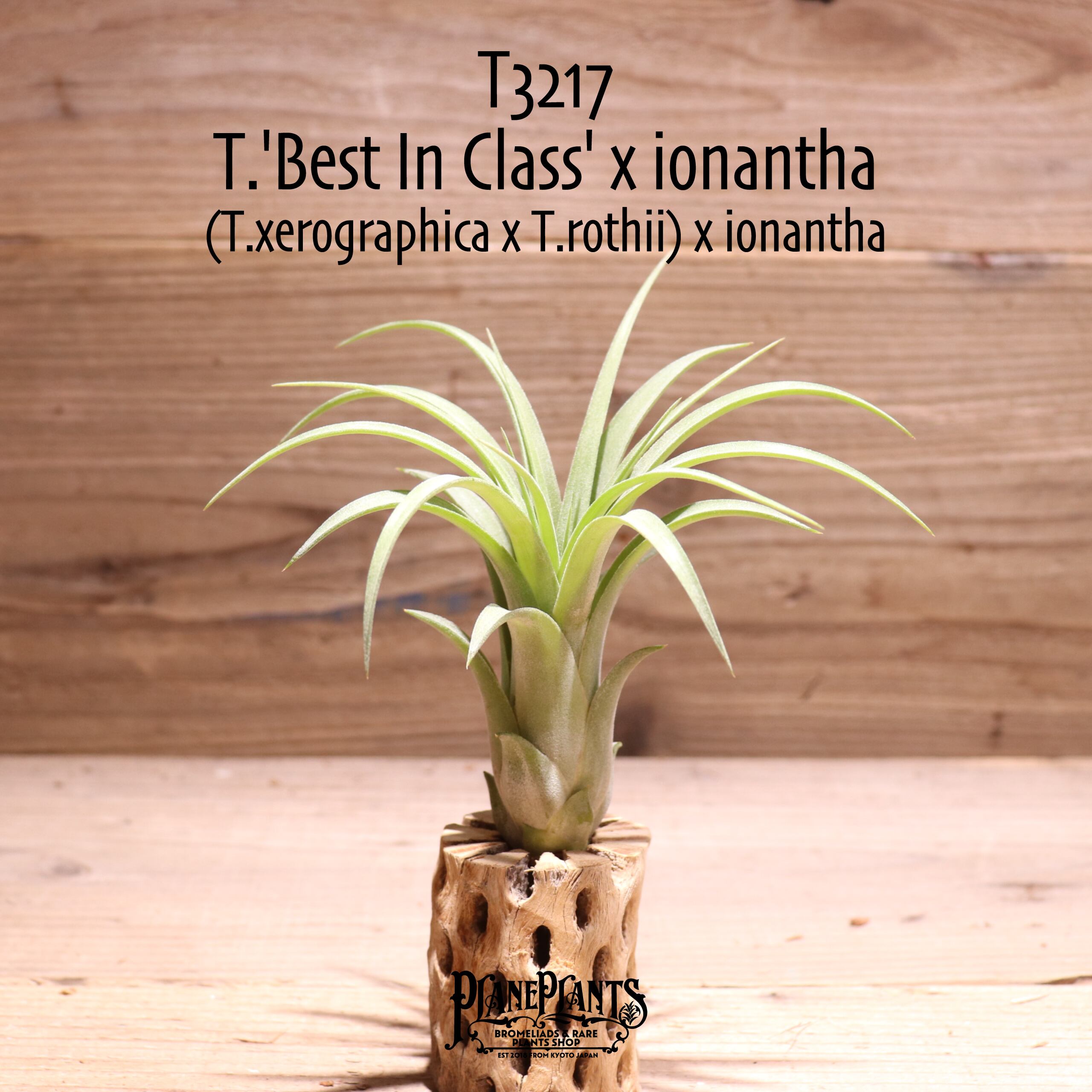 【送料無料】'Best In Class' x ionantha〔エアプランツ〕現品発送T3217