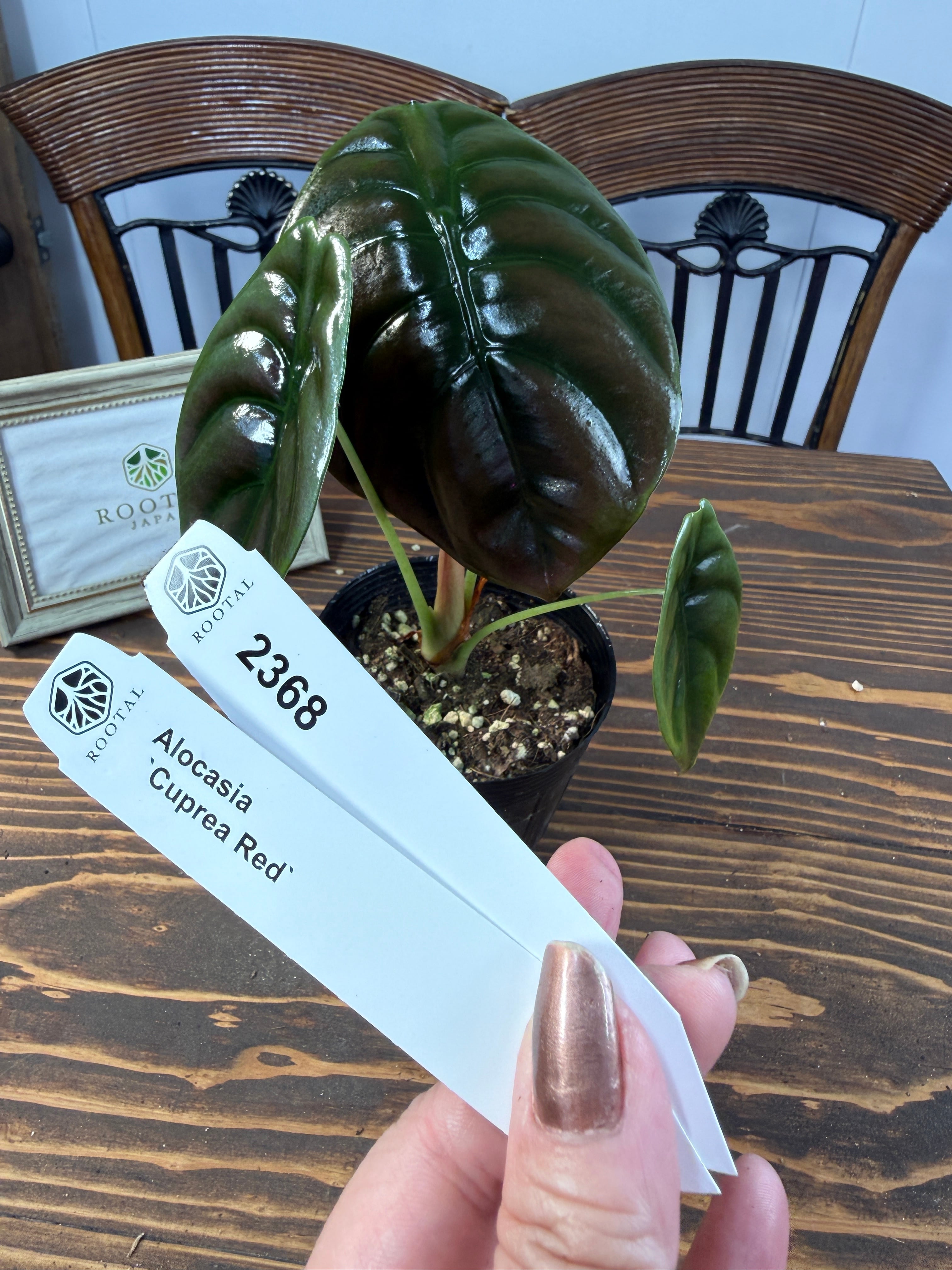 ★2368【赤胴葉】アロカシア クプレアレッド(3.5号ポット)